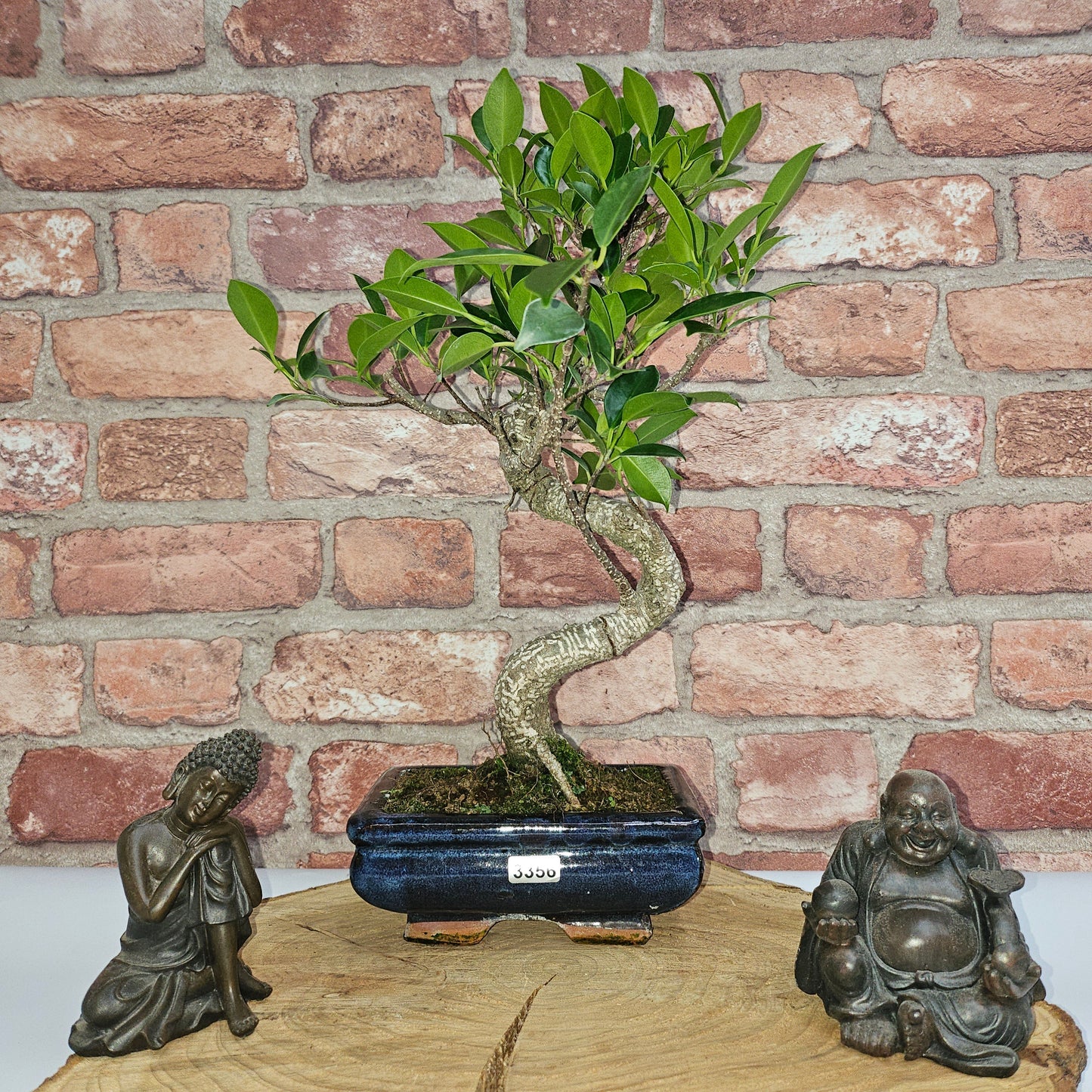 Ficus Microcarpa (Banyan Fig) Indoor Bonsai Tree | Shaped | In 15cm Pot