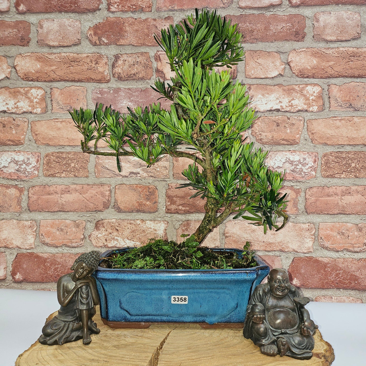 Buddhist Pine (Podocarpus Micro) Bonsai Tree | Shaped | In 25cm Pot