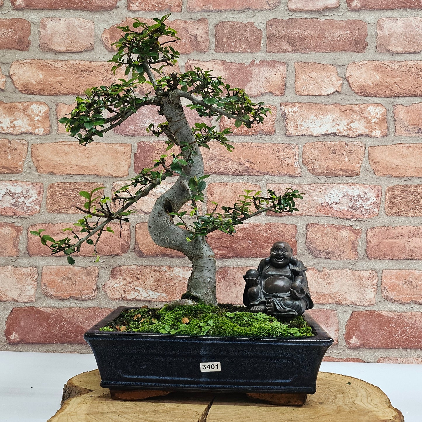 Chinese Elm (Ulmus Parvifolia) Bonsai Tree | Shaped | In 25cm Pot