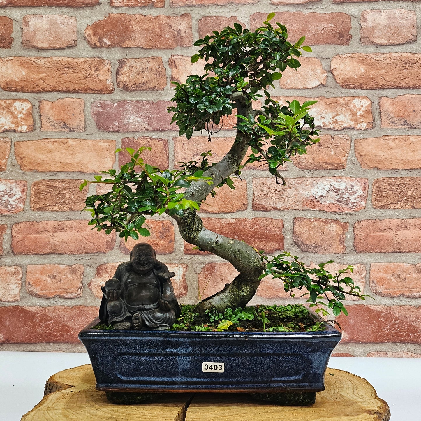 Chinese Elm (Ulmus Parvifolia) Bonsai Tree | Shaped | In 25cm Pot