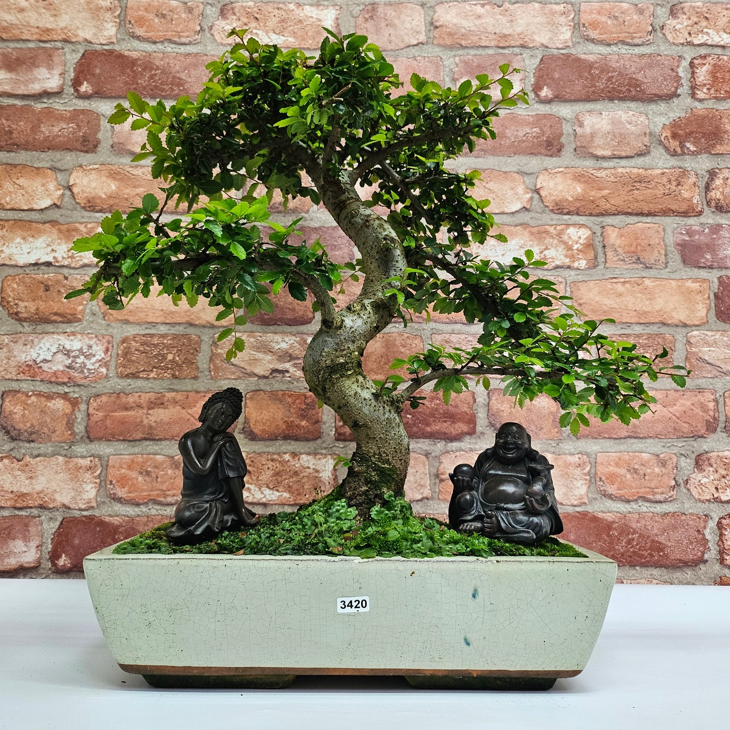 Large Chinese Elm (Ulmus Parvifolia) Bonsai Tree | Shaped | In 35cm Pot