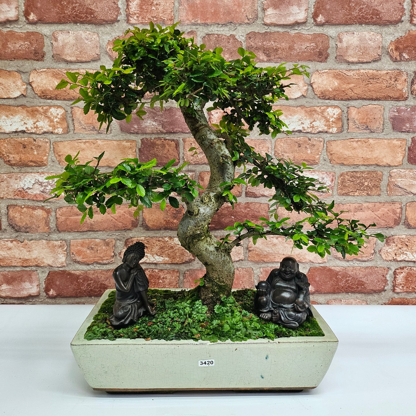 Large Chinese Elm (Ulmus Parvifolia) Bonsai Tree | Shaped | In 35cm Pot