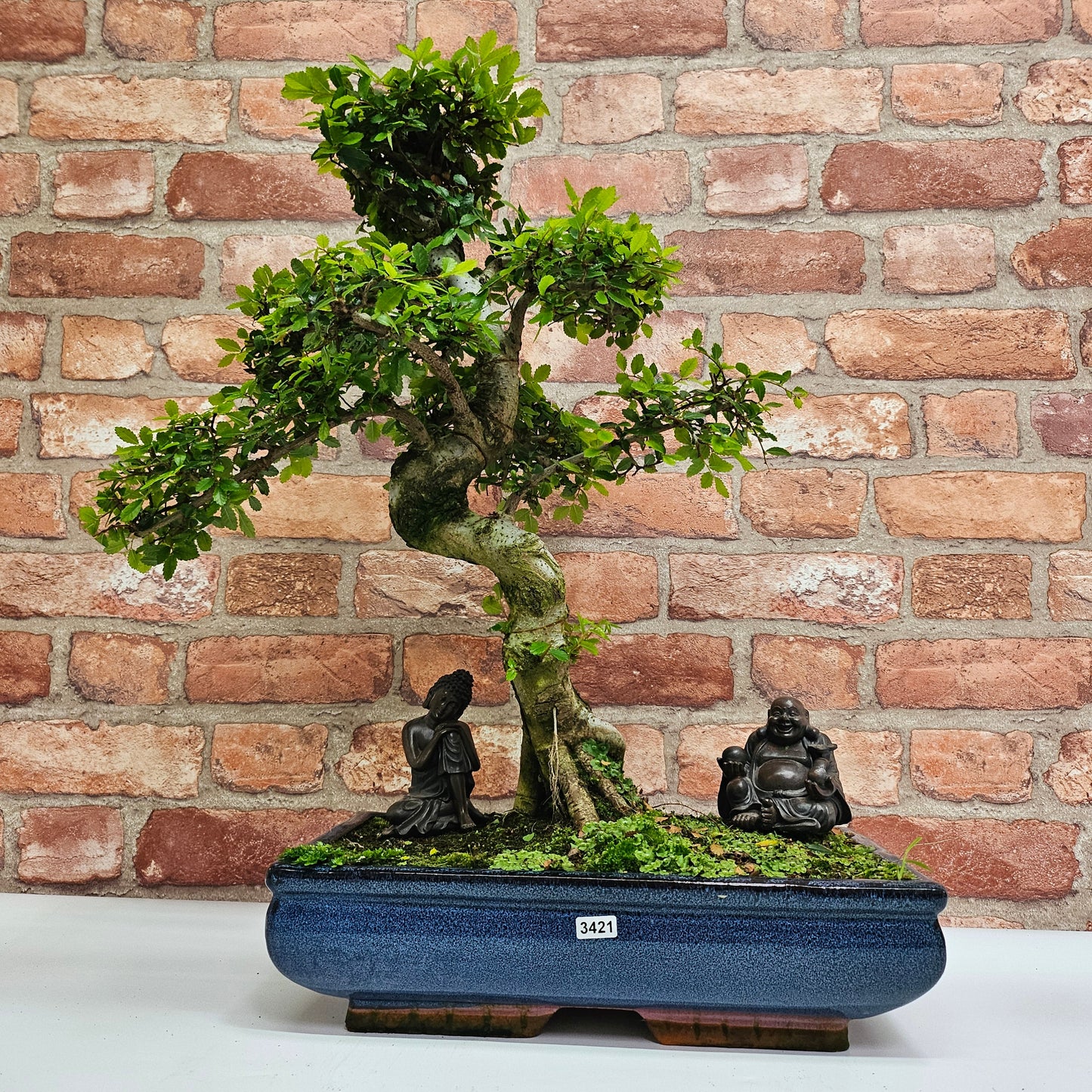 Large Chinese Elm (Ulmus Parvifolia) Bonsai Tree | Shaped | In 35cm Pot