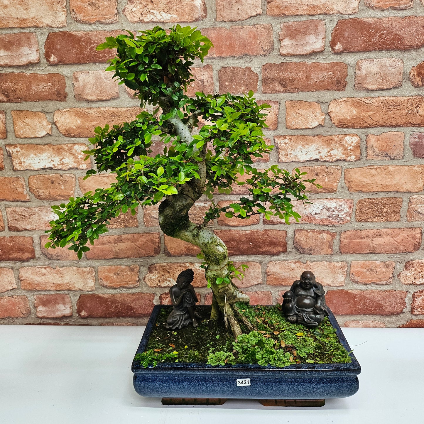Large Chinese Elm (Ulmus Parvifolia) Bonsai Tree | Shaped | In 35cm Pot
