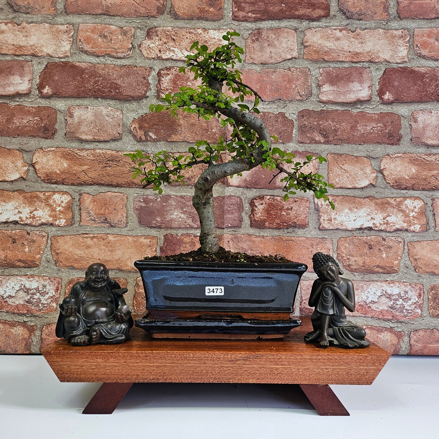 Chinese Elm (Ulmus Parvifolia) Bonsai Tree | Shaped | In 20cm Pot