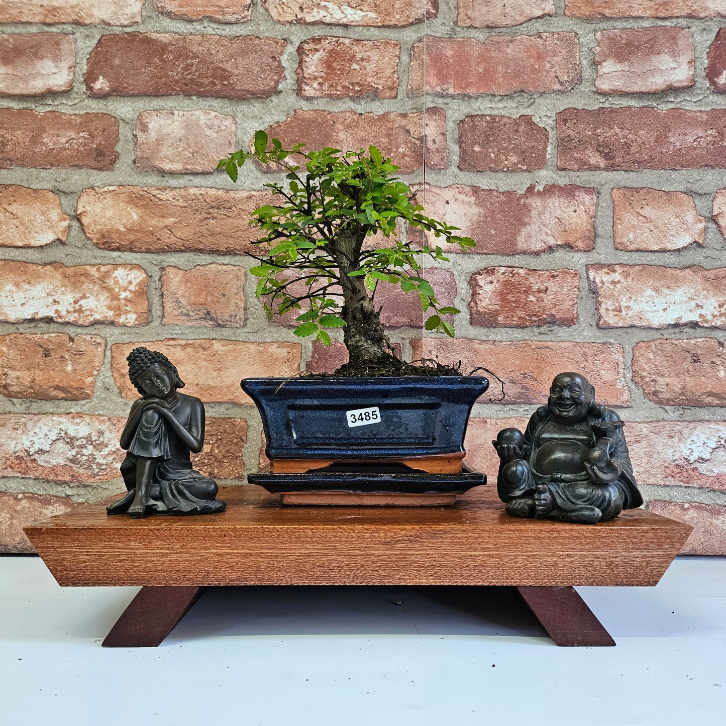 Chinese Elm (Ulmus Parvifolia) Bonsai Tree | Broom | In 15cm Pot