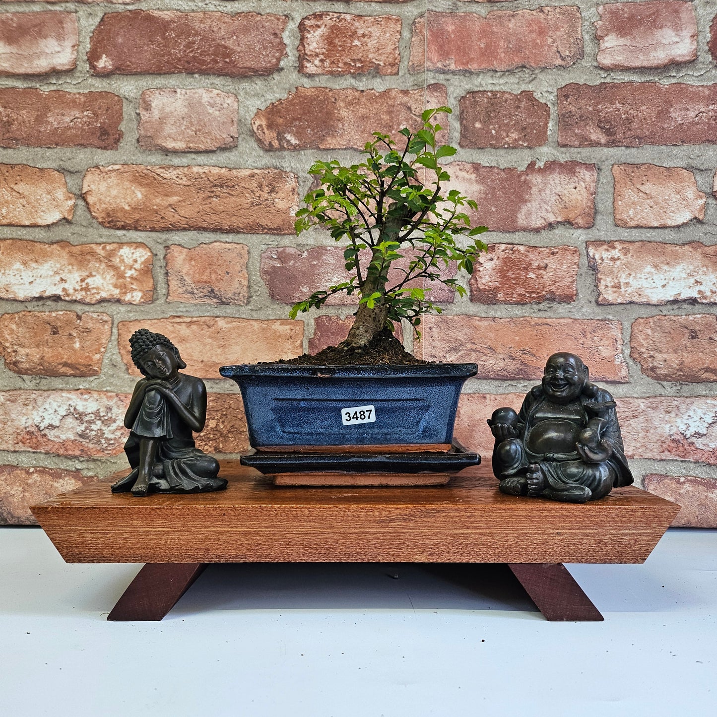 Chinese Elm (Ulmus Parvifolia) Bonsai Tree | Broom | In 15cm Pot