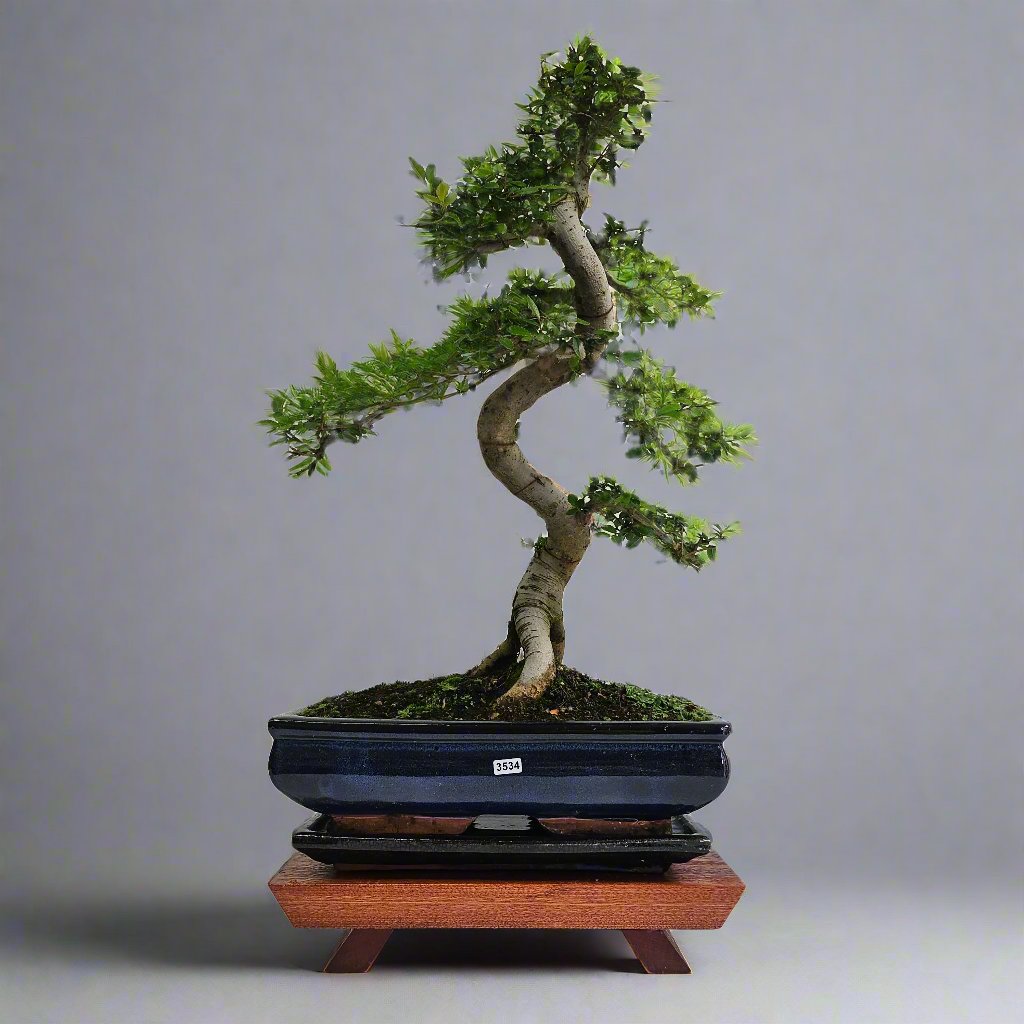 Large Chinese Elm (Ulmus Parvifolia) Bonsai Tree | Shaped | In 35cm Pot