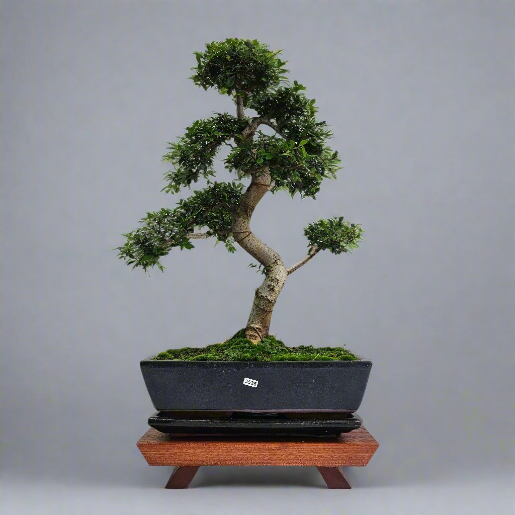 Large Chinese Elm (Ulmus Parvifolia) Bonsai Tree | Shaped | In 35cm Pot