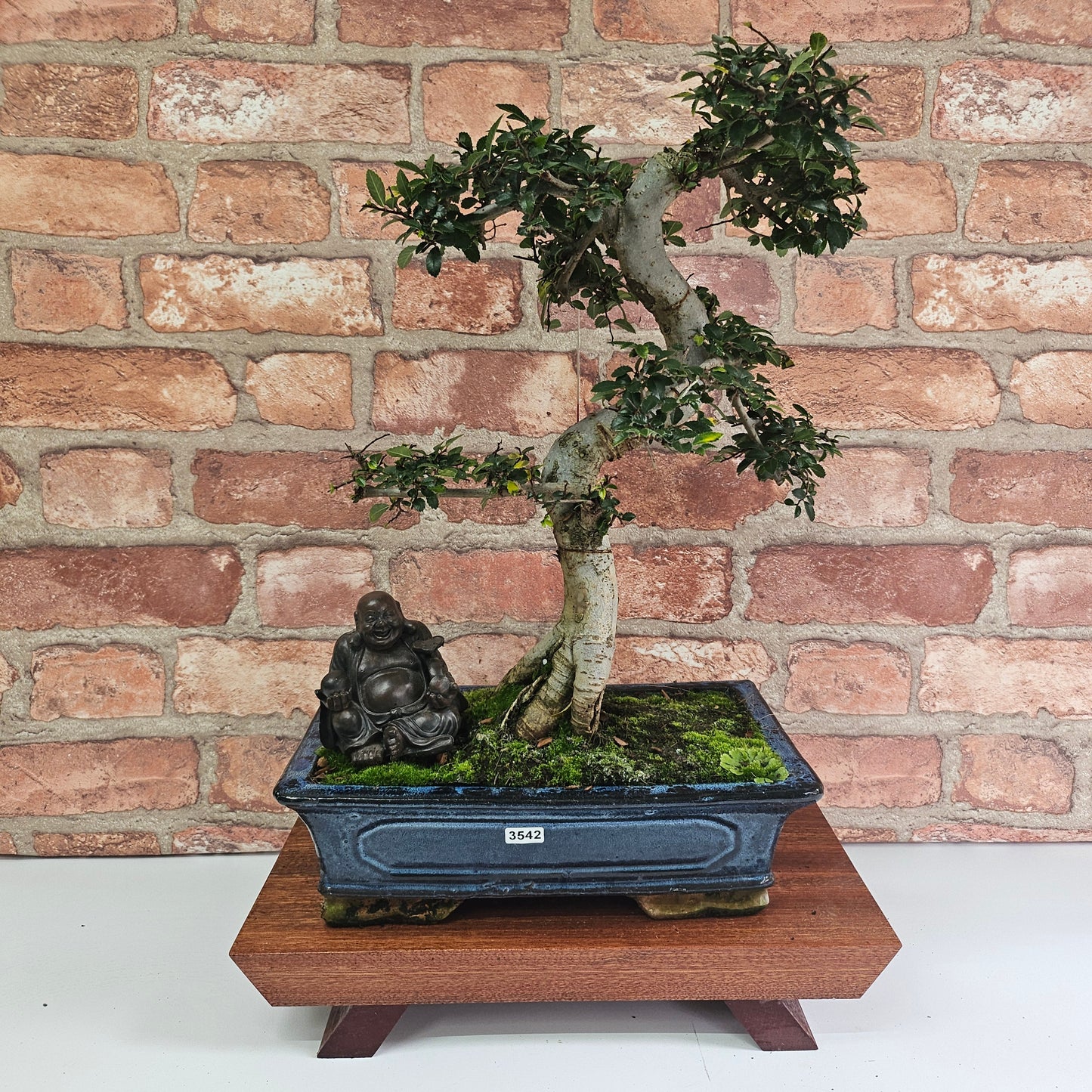 Chinese Elm (Ulmus Parvifolia) Bonsai Tree | Shaped | In 30cm Pot