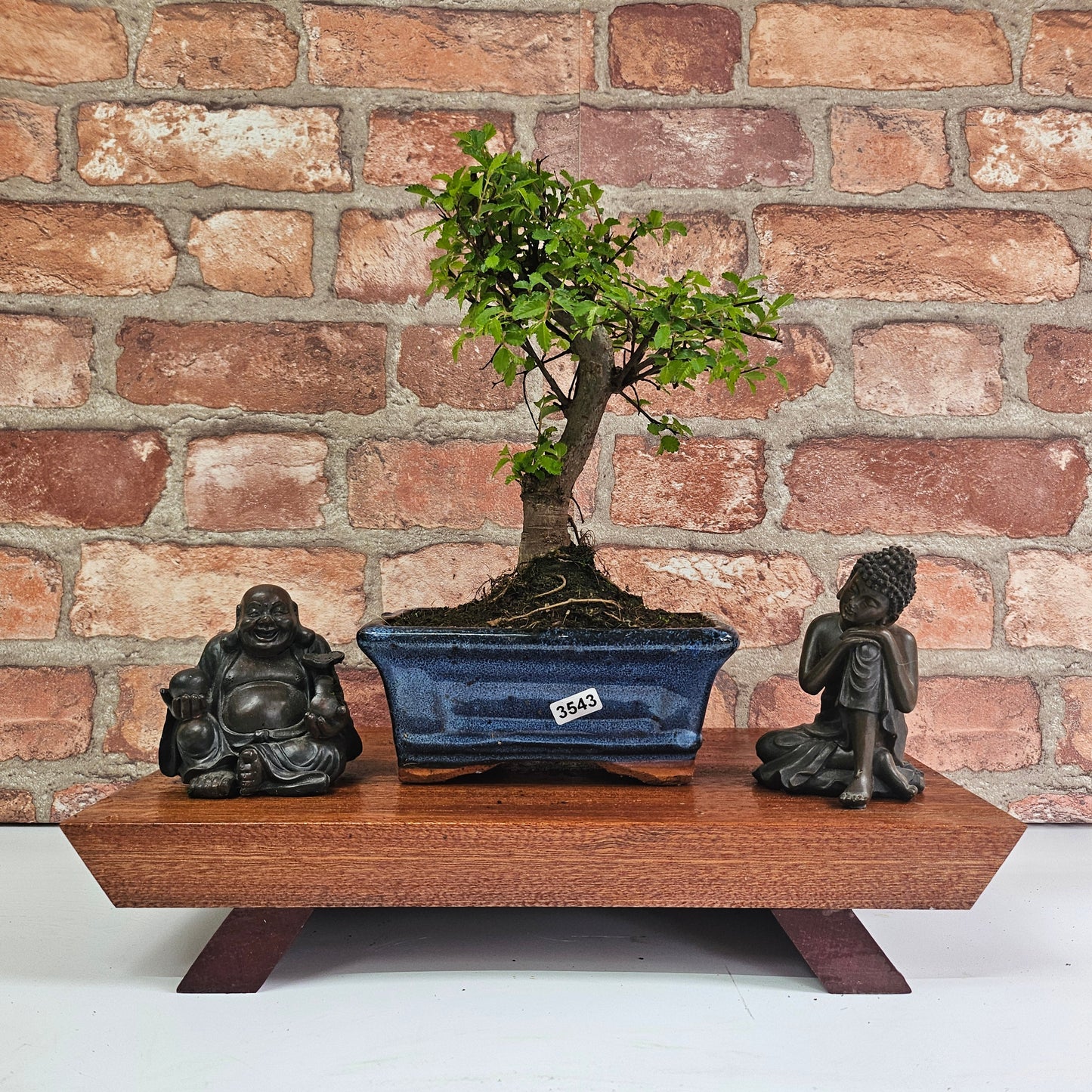 Chinese Elm (Ulmus Parvifolia) Bonsai Tree | Broom | In 15cm Pot