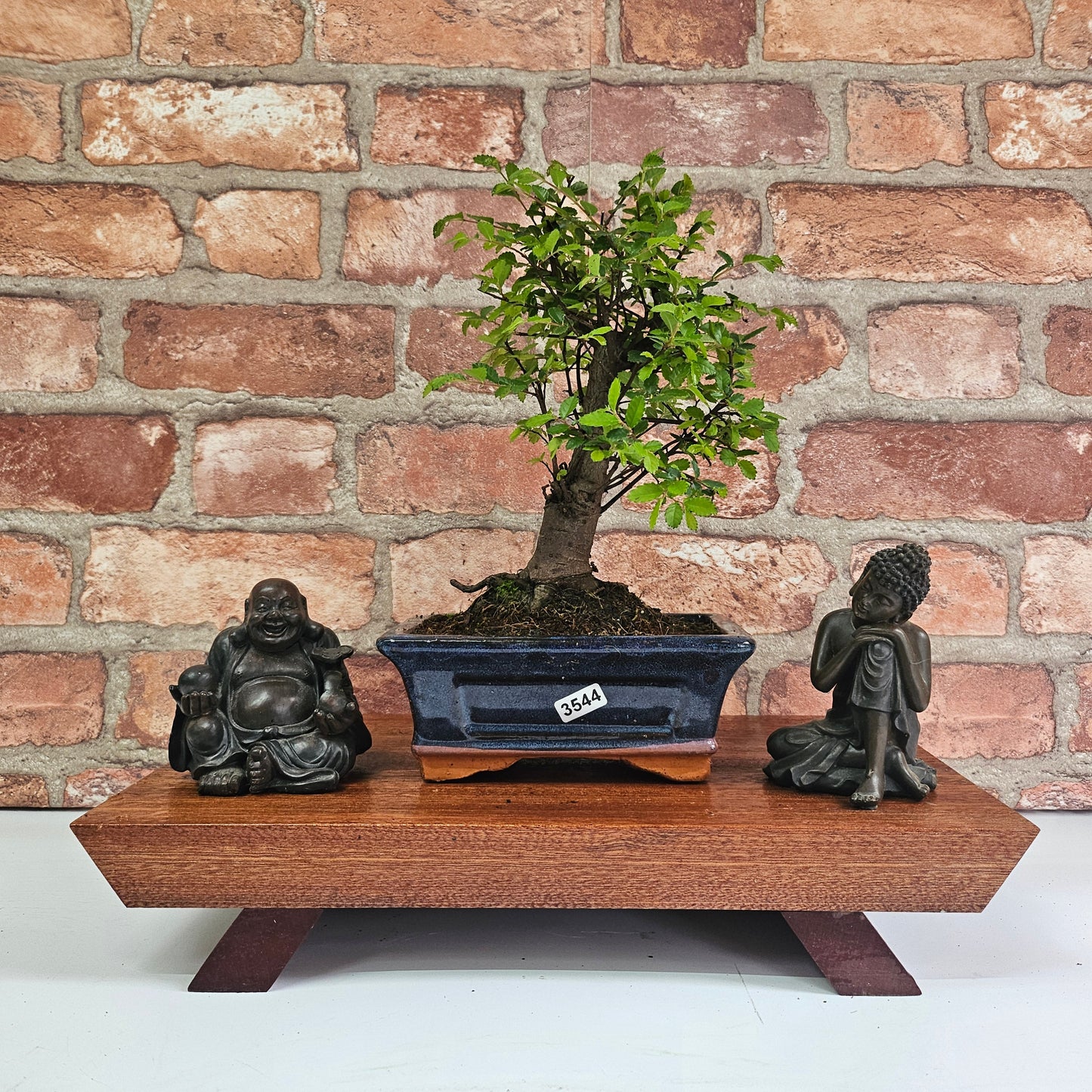 Chinese Elm (Ulmus Parvifolia) Bonsai Tree | Broom | In 15cm Pot