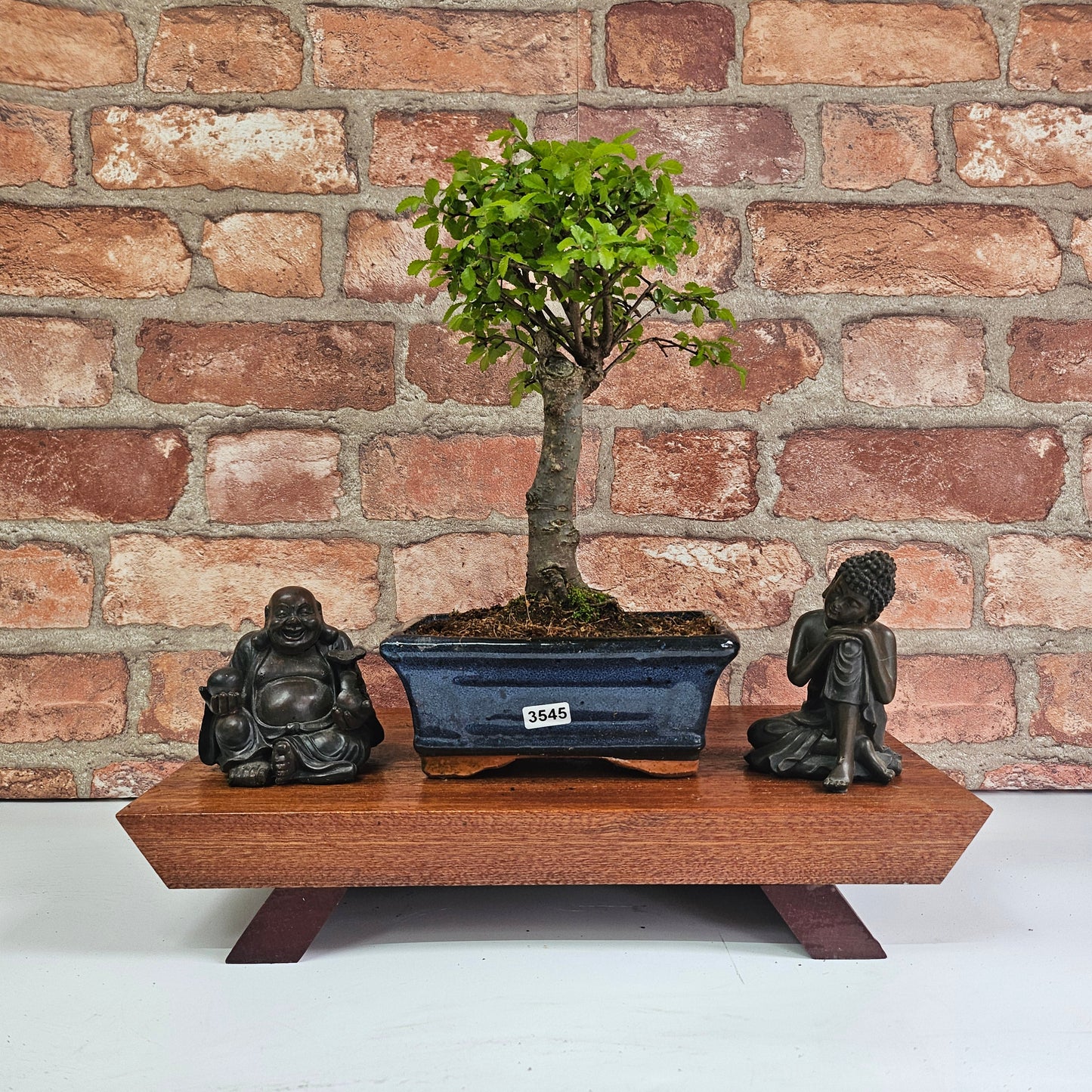 Chinese Elm (Ulmus Parvifolia) Bonsai Tree | Broom | In 15cm Pot