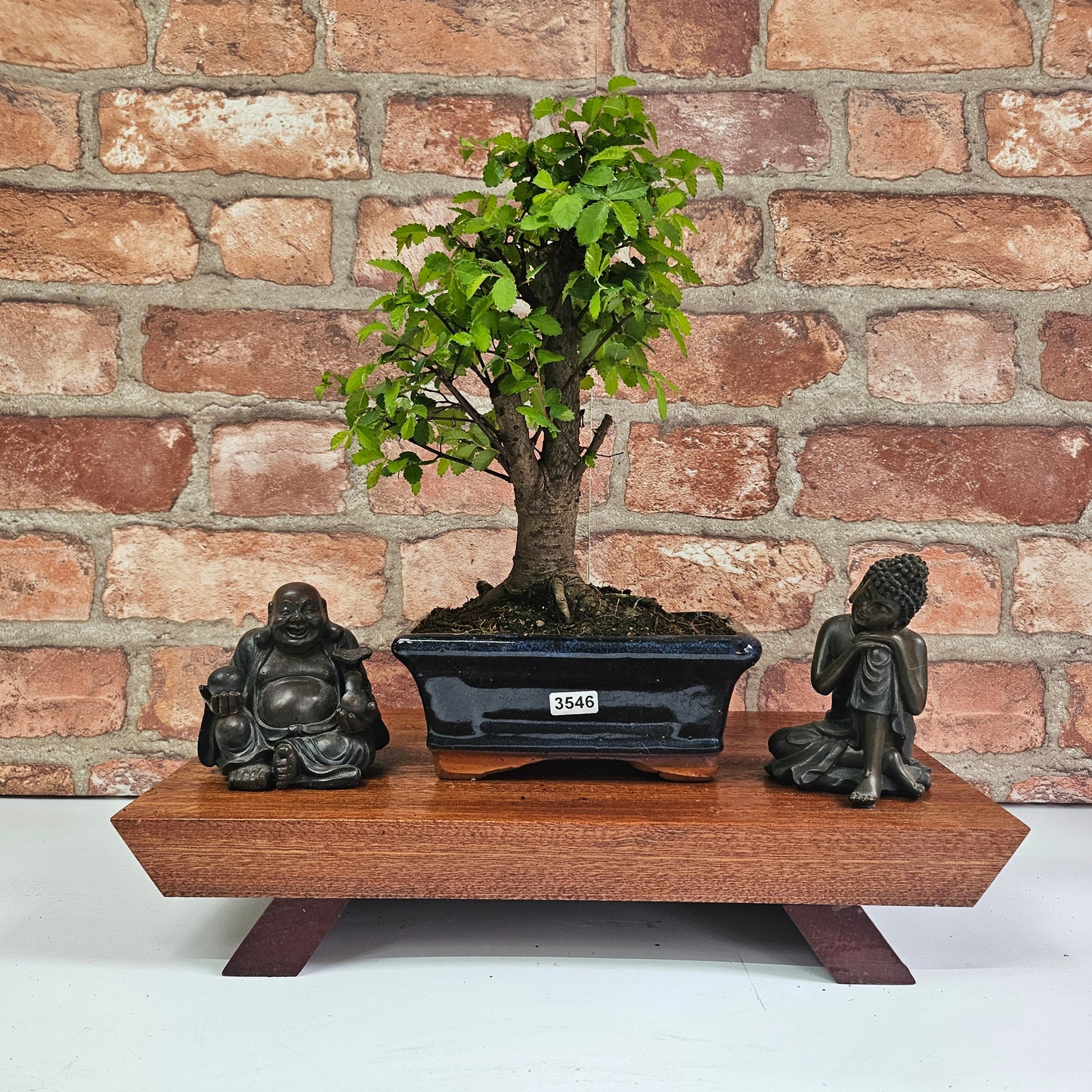 Chinese Elm (Ulmus Parvifolia) Bonsai Tree | Broom | In 15cm Pot