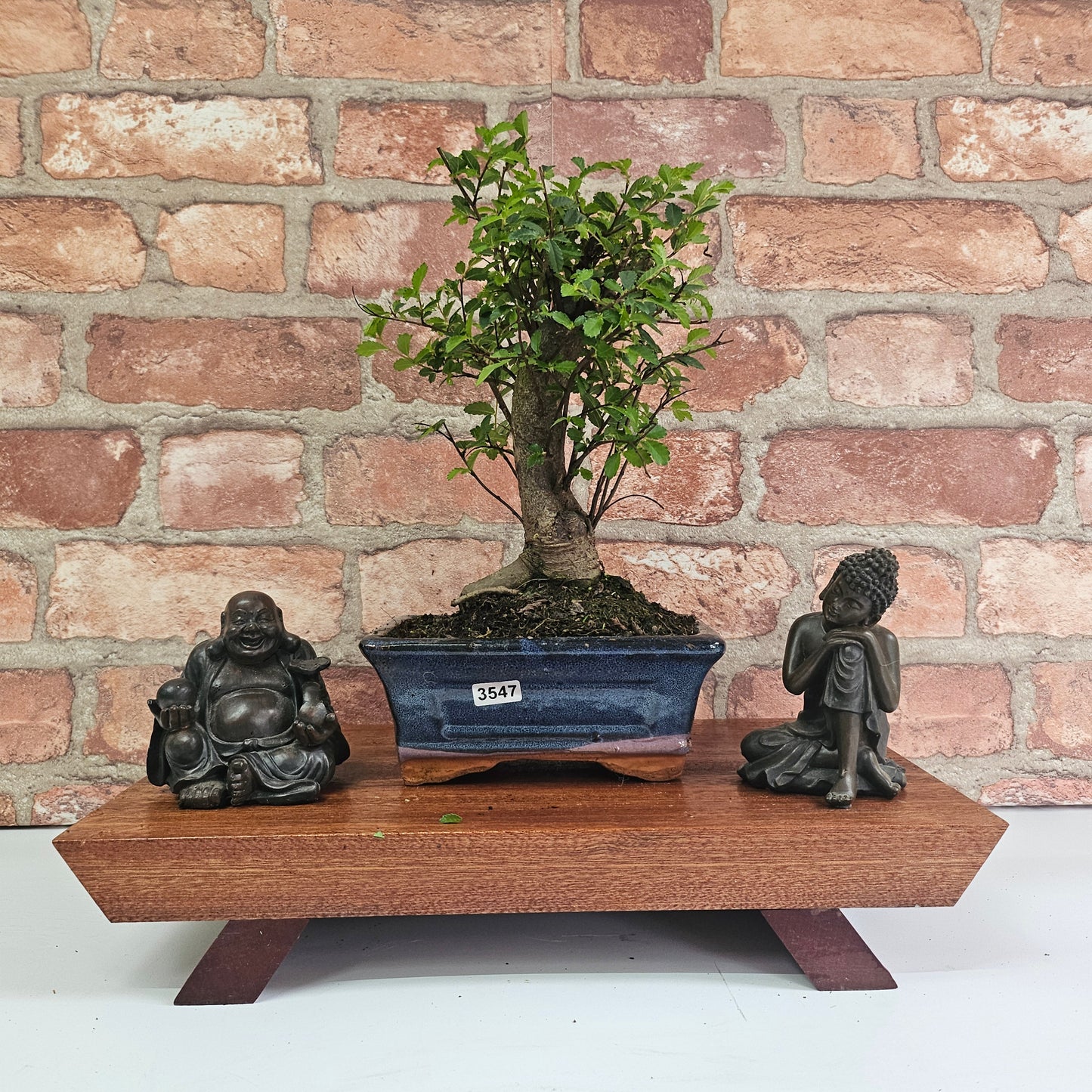 Chinese Elm (Ulmus Parvifolia) Bonsai Tree | Broom | In 15cm Pot