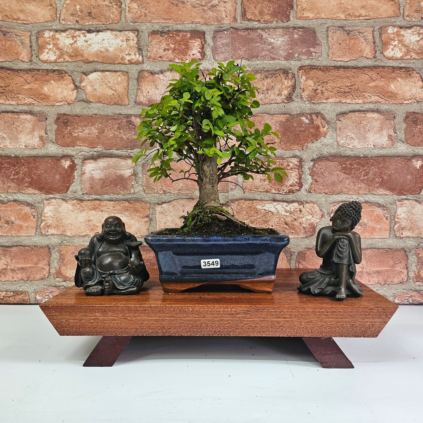 Chinese Elm (Ulmus Parvifolia) Bonsai Tree | Broom | In 15cm Pot