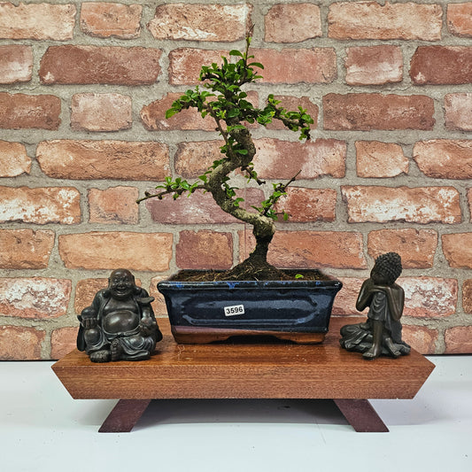 Clearance: Fukien Tea Tree (Carmona Retusa) Bonsai Tree | Shaped | In 15cm Pot