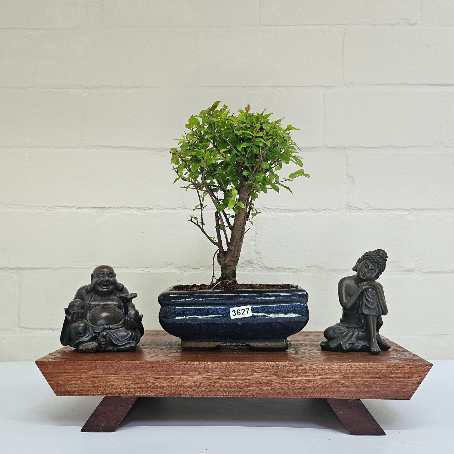 Bird Plum (Sageretia) Bonsai Tree | Broom | In 15cm Pot