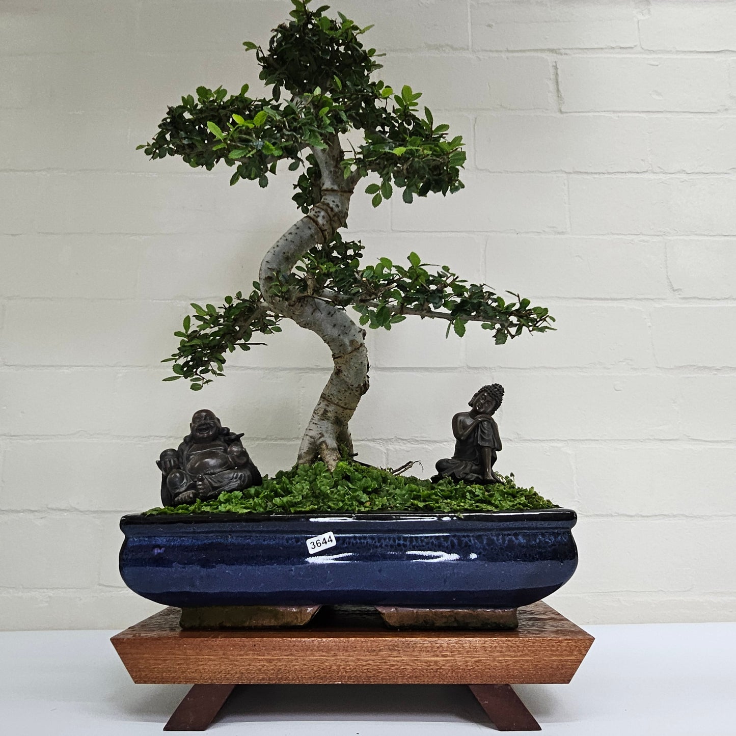 Large Chinese Elm (Ulmus Parvifolia) Bonsai Tree | Shaped | In 35cm Pot