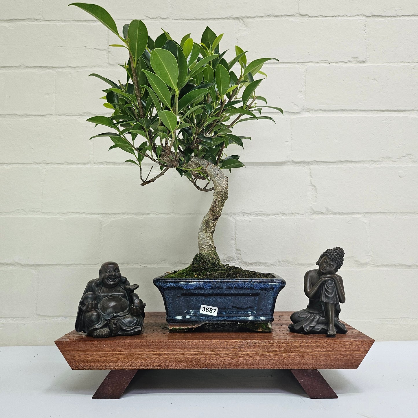 Ficus Microcarpa (Banyan Fig) Indoor Bonsai Tree | Shaped | In 15cm Pot