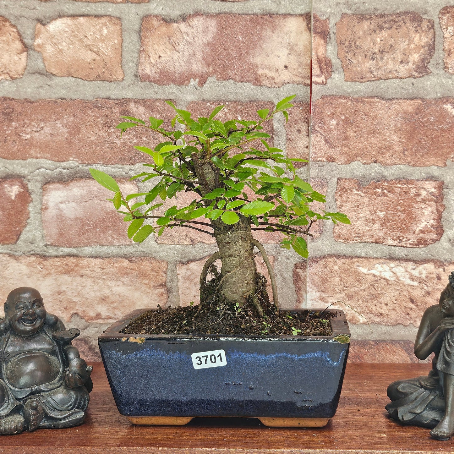 Chinese Elm (Ulmus Parvifolia) Bonsai Tree | Broom | In 15cm Pot