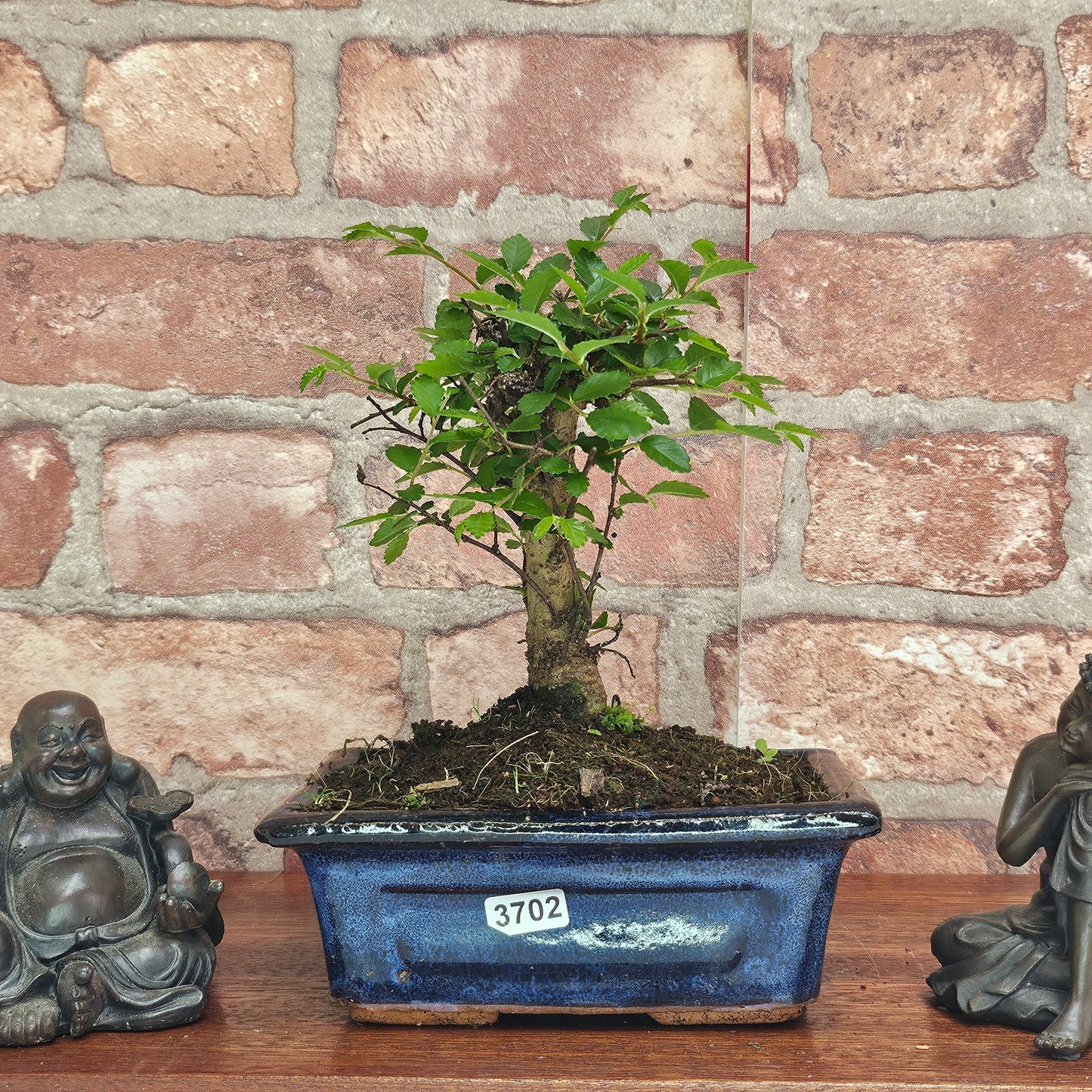 Chinese Elm (Ulmus Parvifolia) Bonsai Tree | Broom | In 15cm Pot