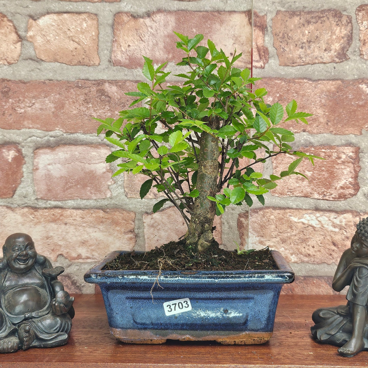 Chinese Elm (Ulmus Parvifolia) Bonsai Tree | Broom | In 15cm Pot