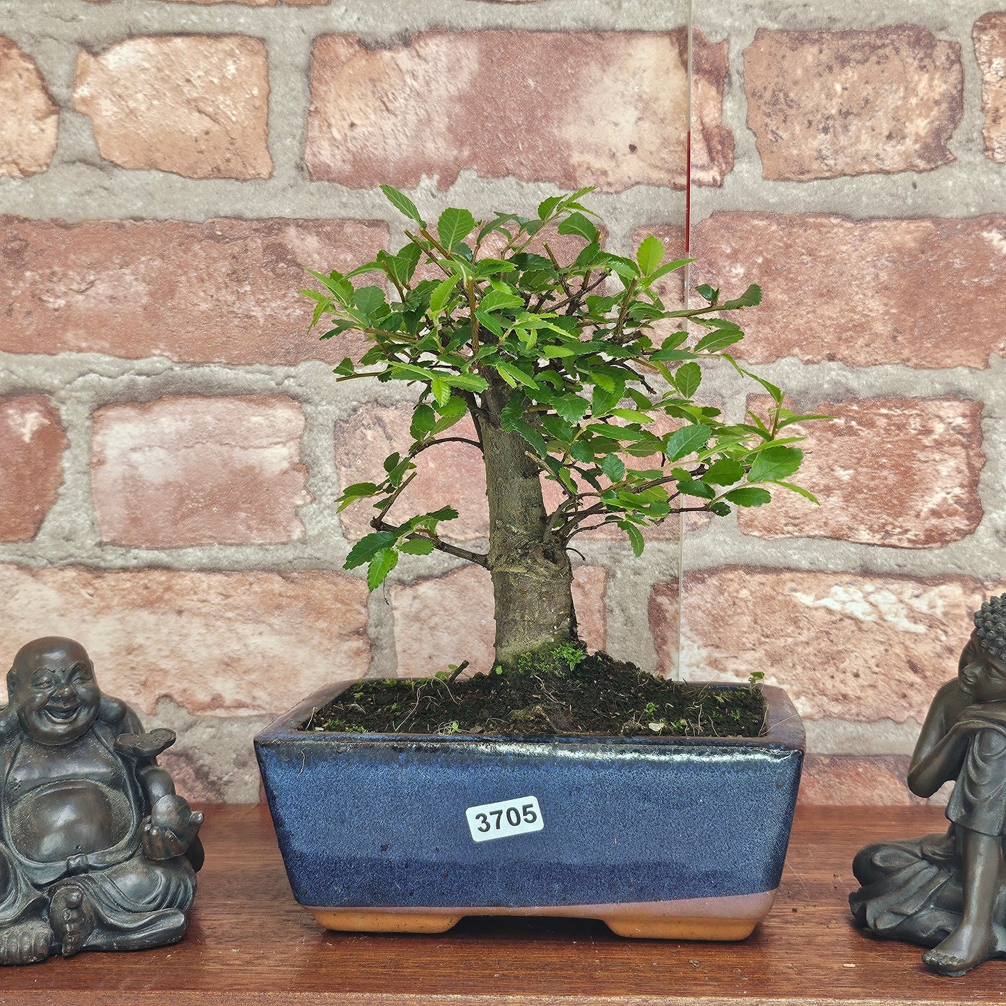 Chinese Elm (Ulmus Parvifolia) Bonsai Tree | Broom | In 15cm Pot