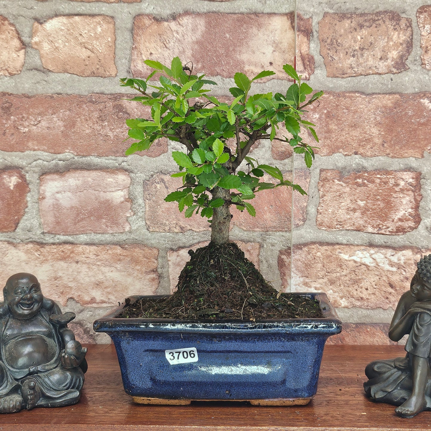Chinese Elm (Ulmus Parvifolia) Bonsai Tree | Broom | In 15cm Pot
