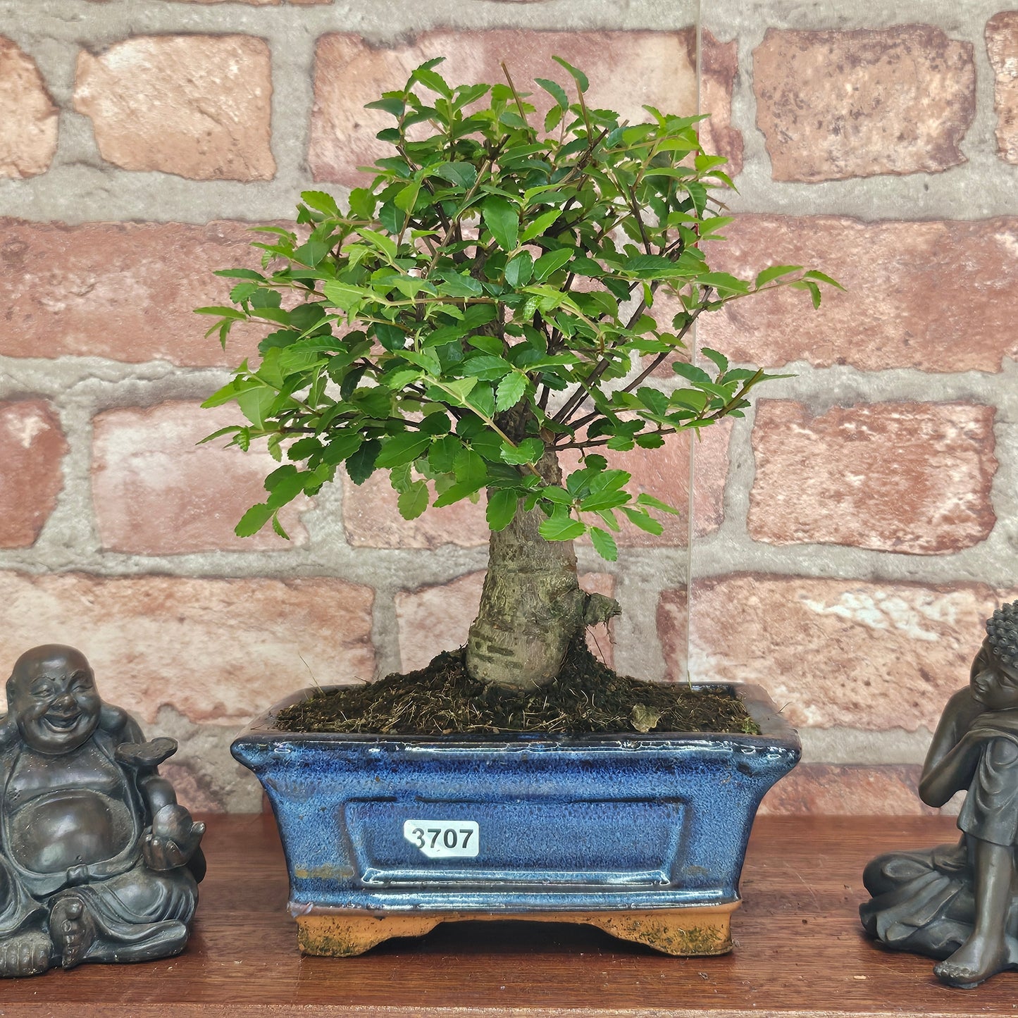 Chinese Elm (Ulmus Parvifolia) Bonsai Tree | Broom | In 15cm Pot