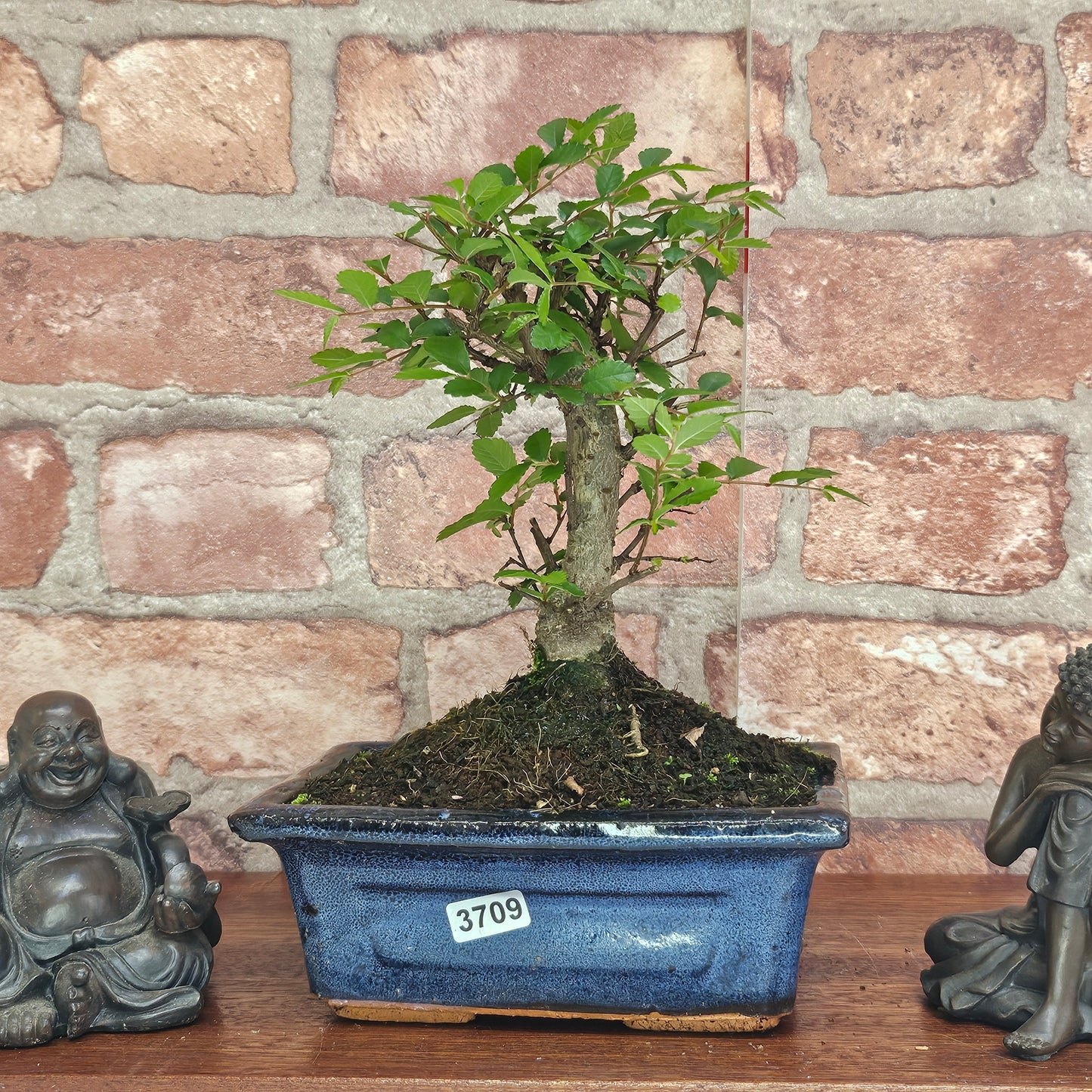 Chinese Elm (Ulmus Parvifolia) Bonsai Tree | Broom | In 15cm Pot