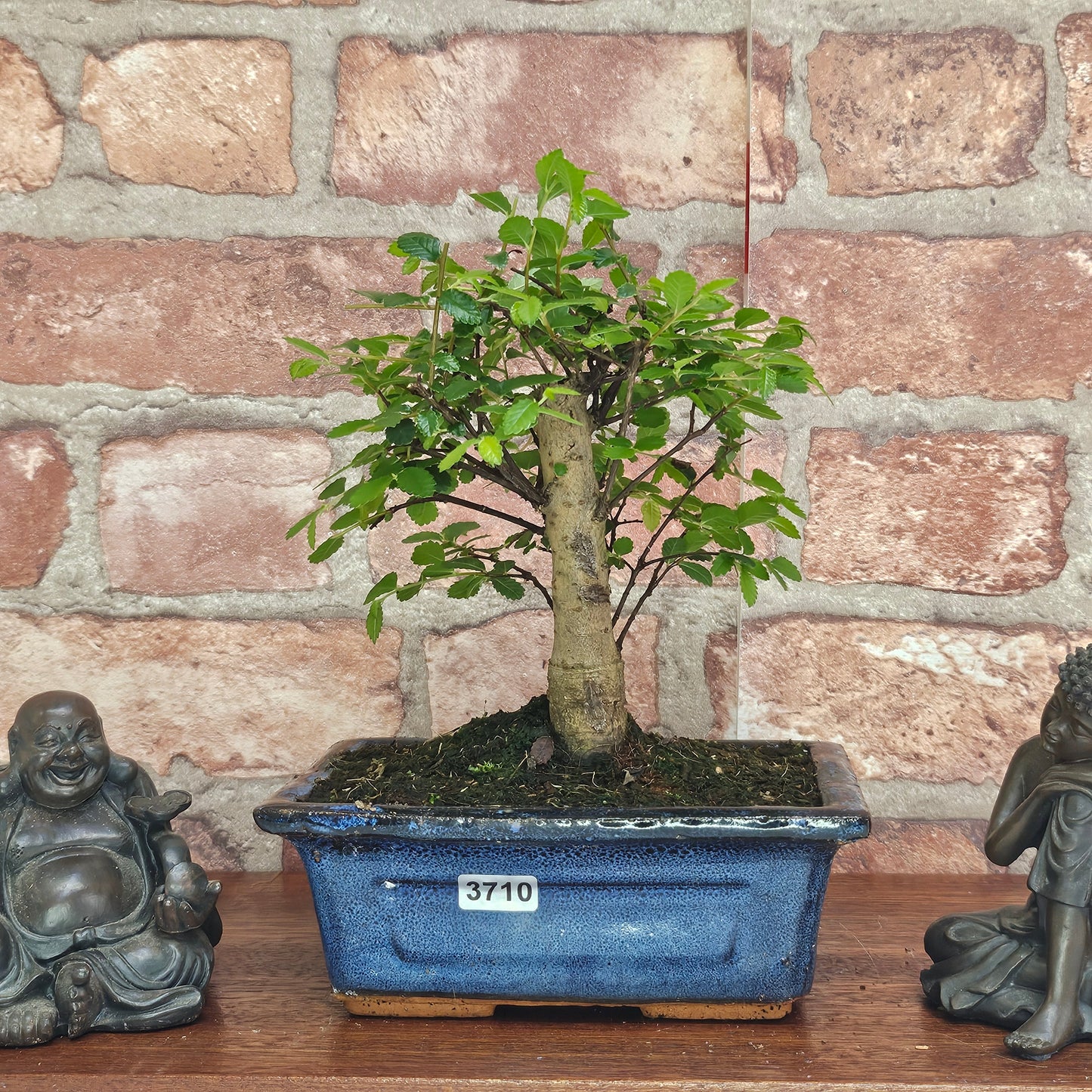 Chinese Elm (Ulmus Parvifolia) Bonsai Tree | Broom | In 15cm Pot
