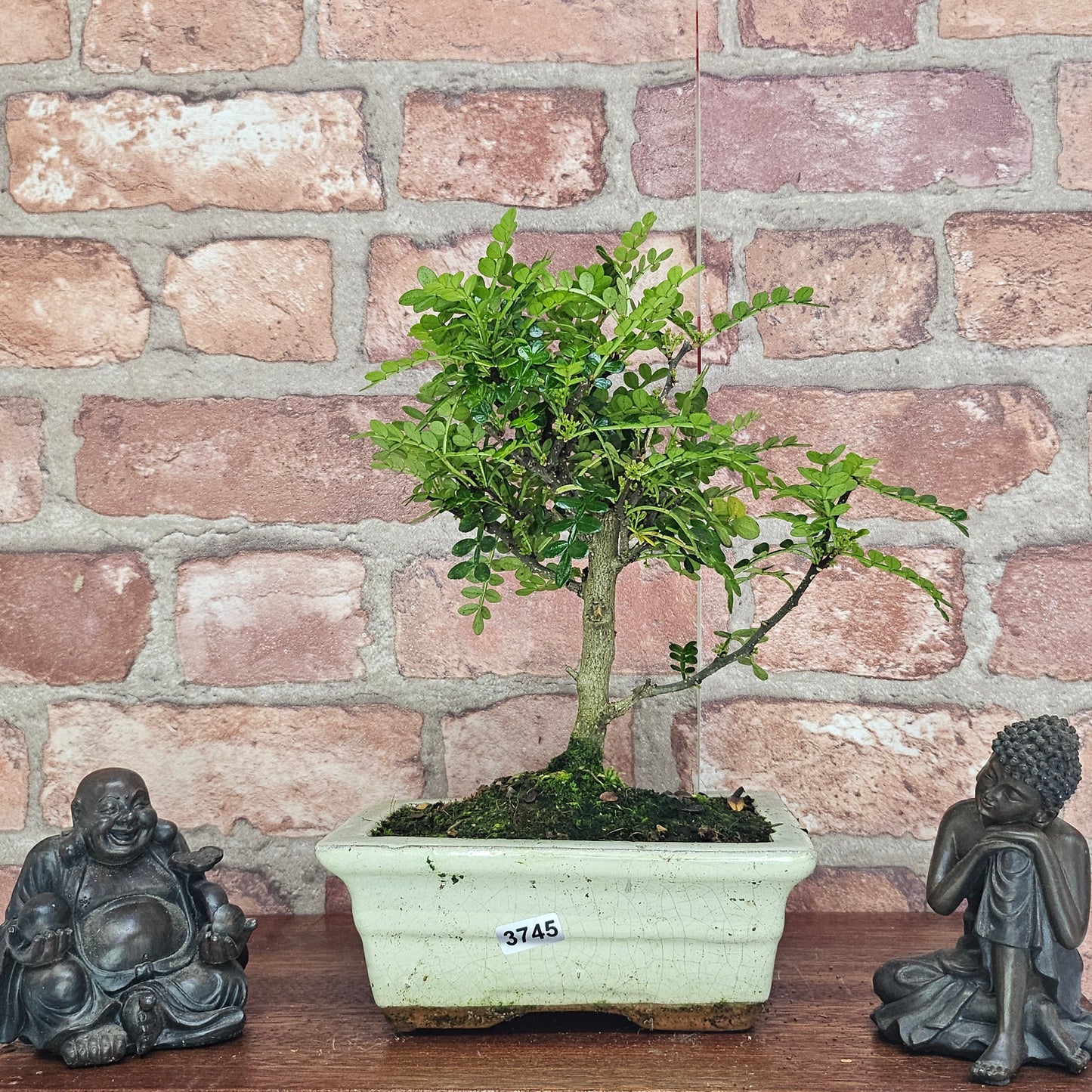 Chinese Pepper (Zanthoxylum Pipertum) Bonsai Tree | Broom | In 20cm Pot