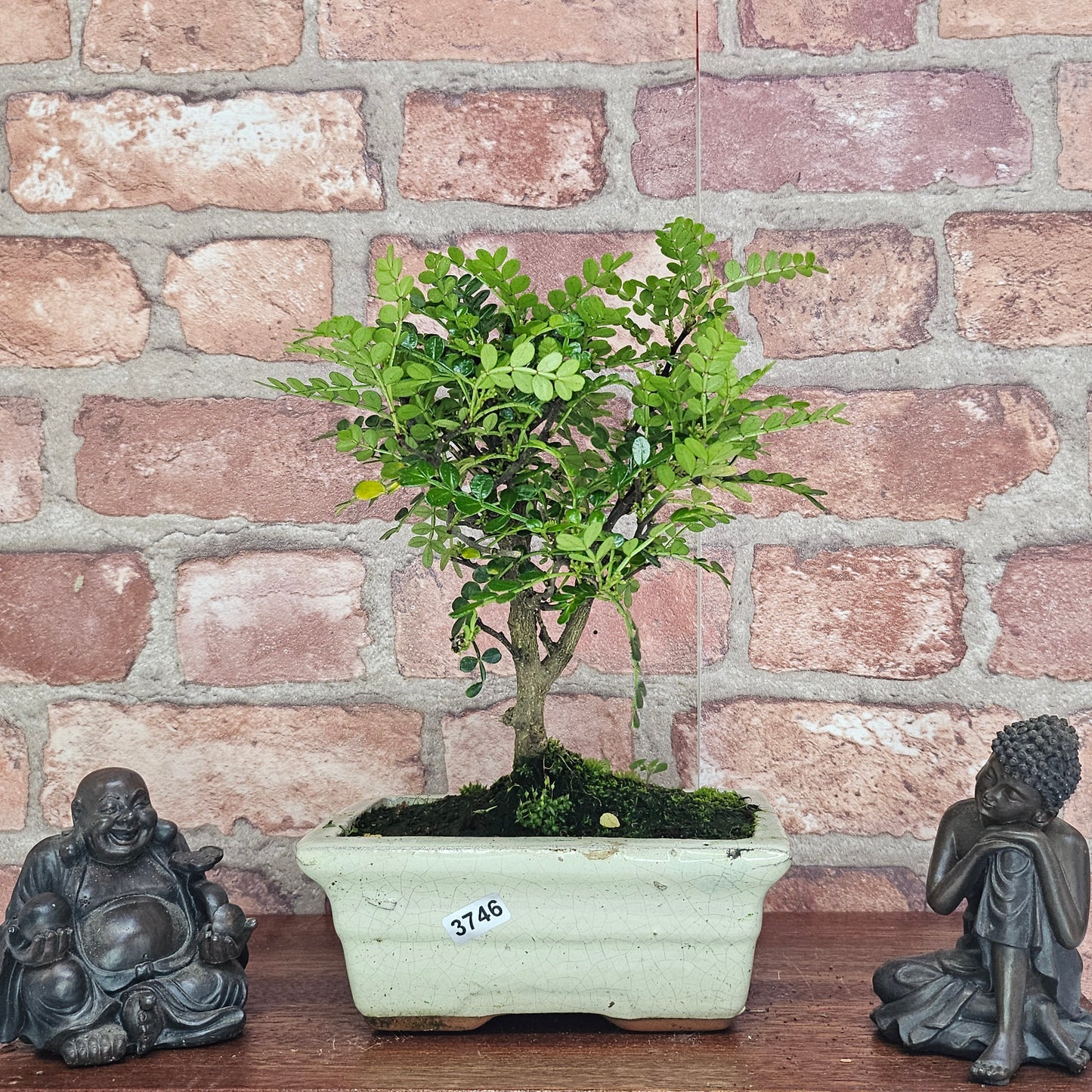 Chinese Pepper (Zanthoxylum Pipertum) Bonsai Tree | Broom | In 20cm Pot