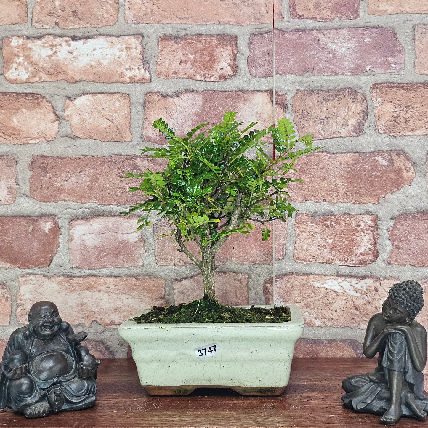 Chinese Pepper (Zanthoxylum Pipertum) Bonsai Tree | Broom | In 20cm Pot