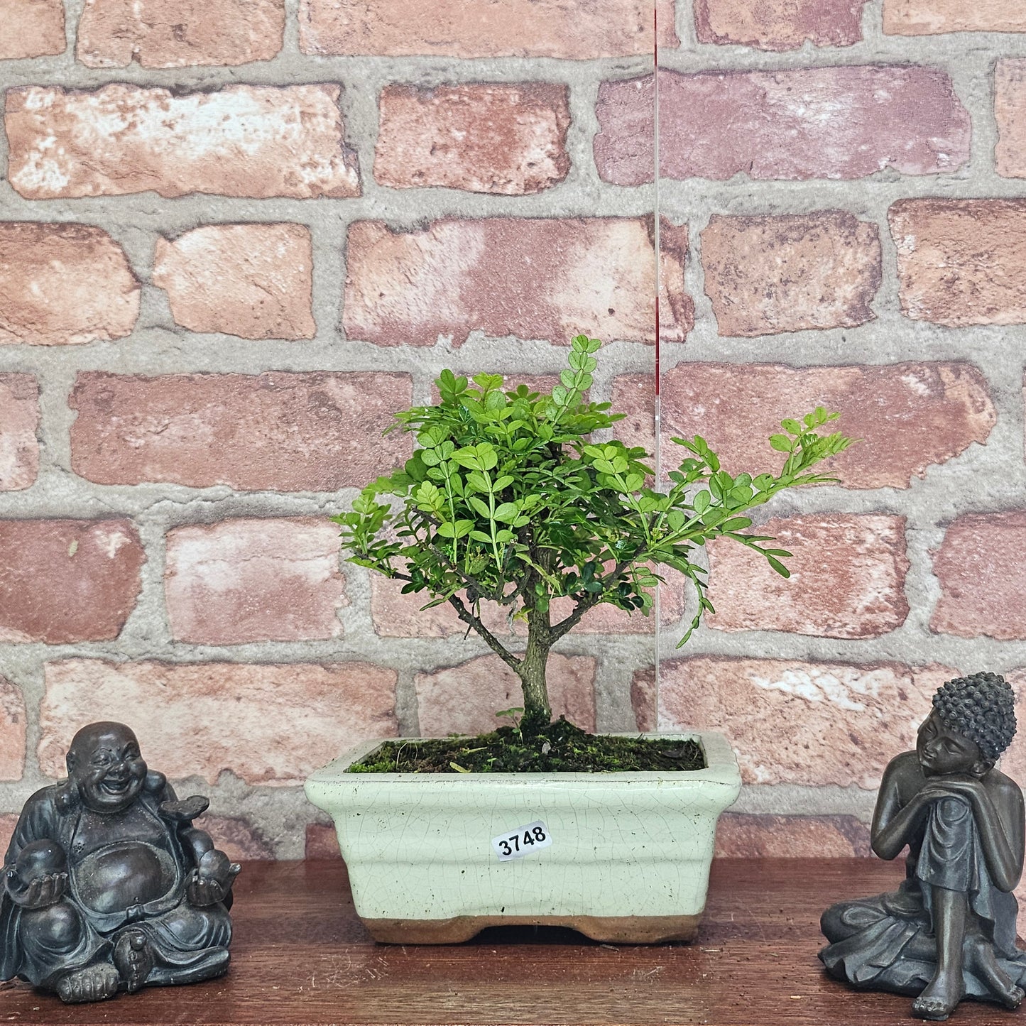 Chinese Pepper (Zanthoxylum Pipertum) Bonsai Tree | Broom | In 20cm Pot