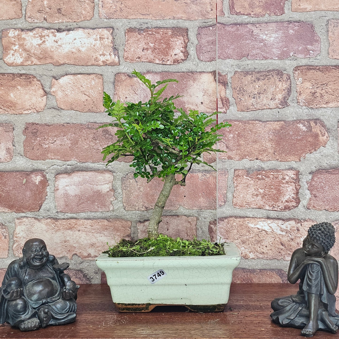 Chinese Pepper (Zanthoxylum Pipertum) Bonsai Tree | Broom | In 15cm Pot