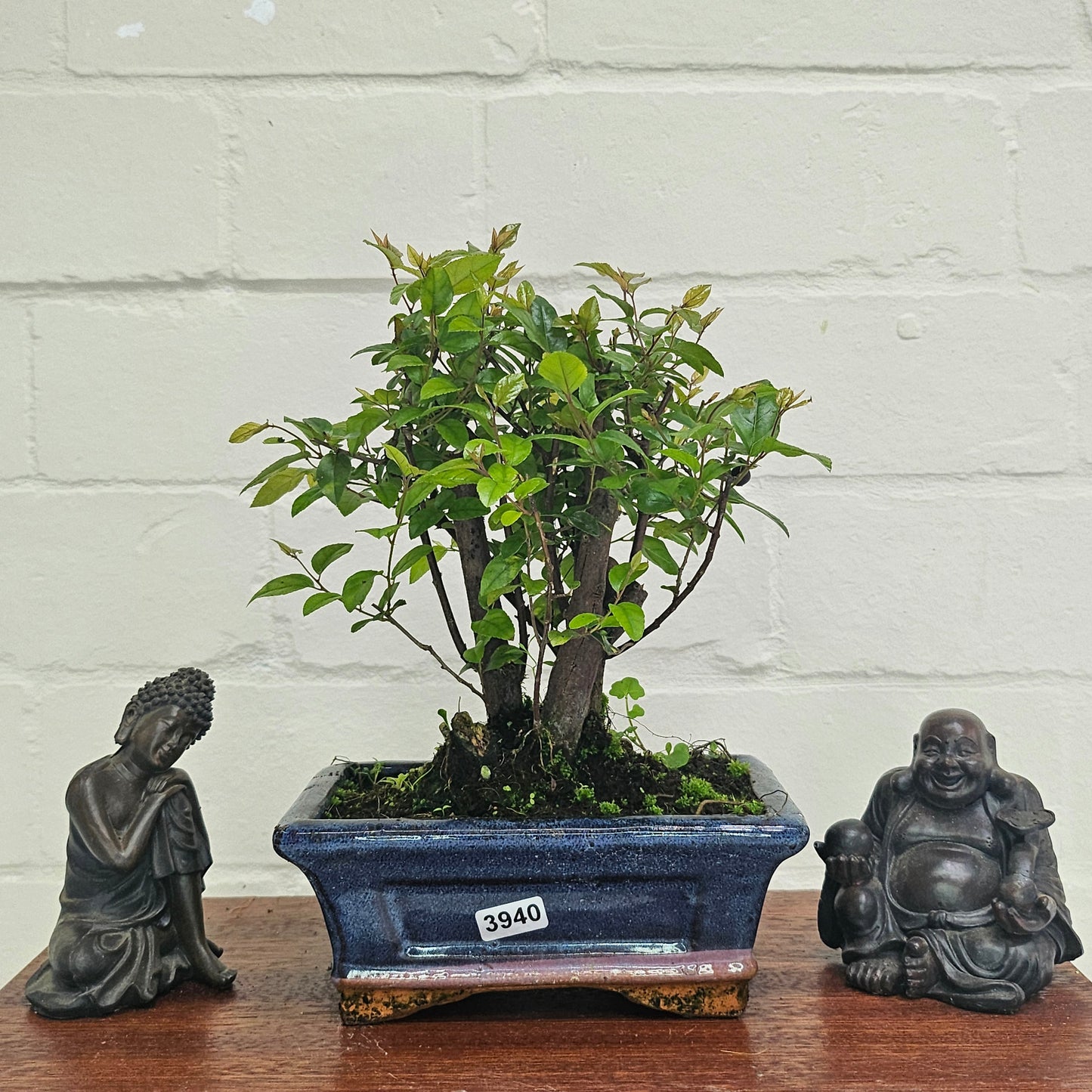 Bird Plum (Sageretia) Bonsai Tree | Broom | In 15cm Pot