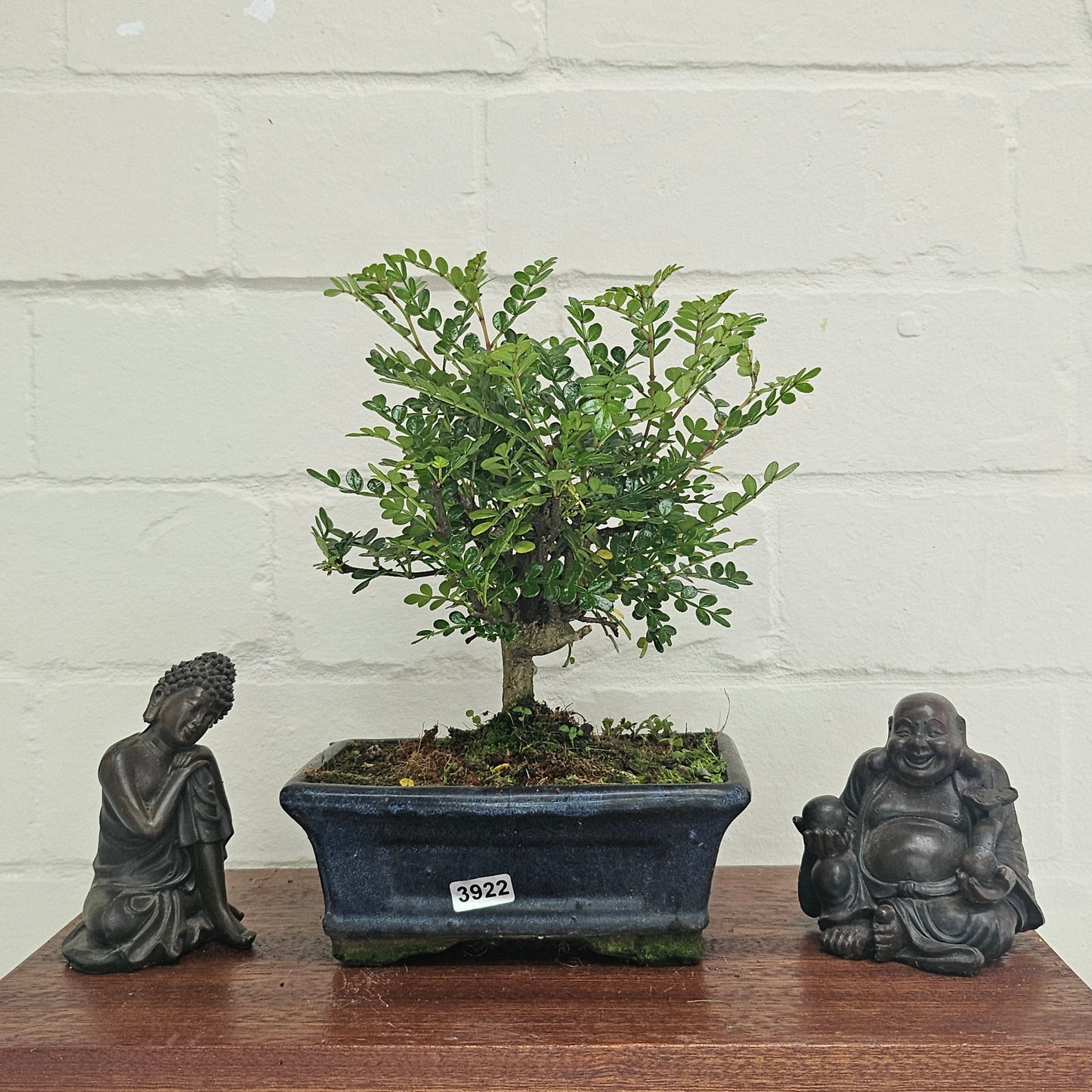 Chinese Pepper (Zanthoxylum Pipertum) Bonsai Tree | Broom | In 15cm Pot