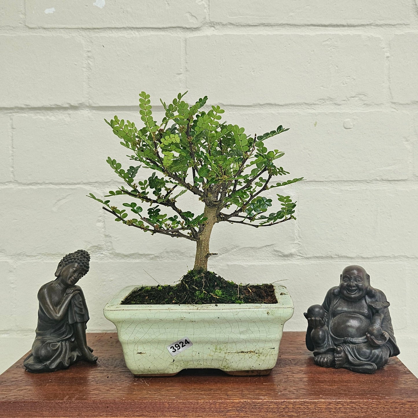 Chinese Pepper (Zanthoxylum Pipertum) Bonsai Tree | Broom | In 20cm Pot