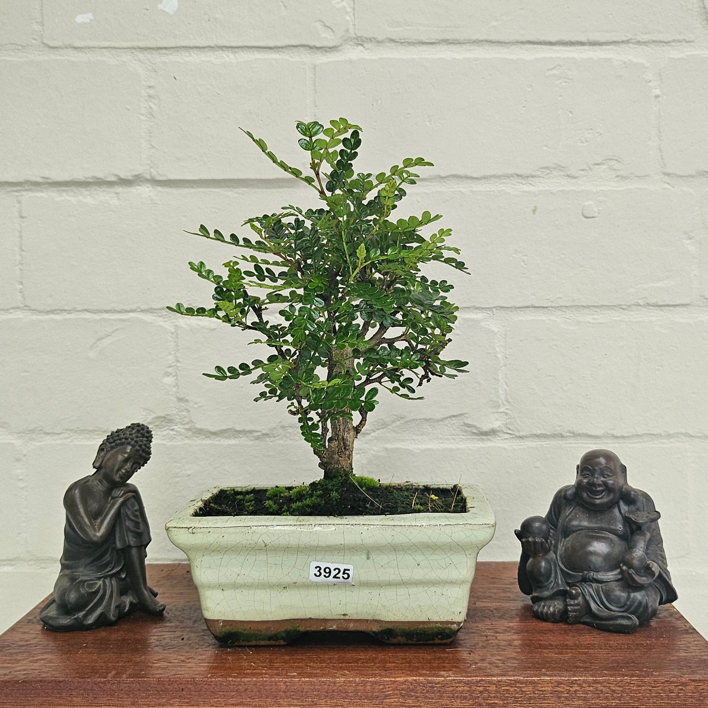 Chinese Pepper (Zanthoxylum Pipertum) Bonsai Tree | Broom | In 15cm Pot