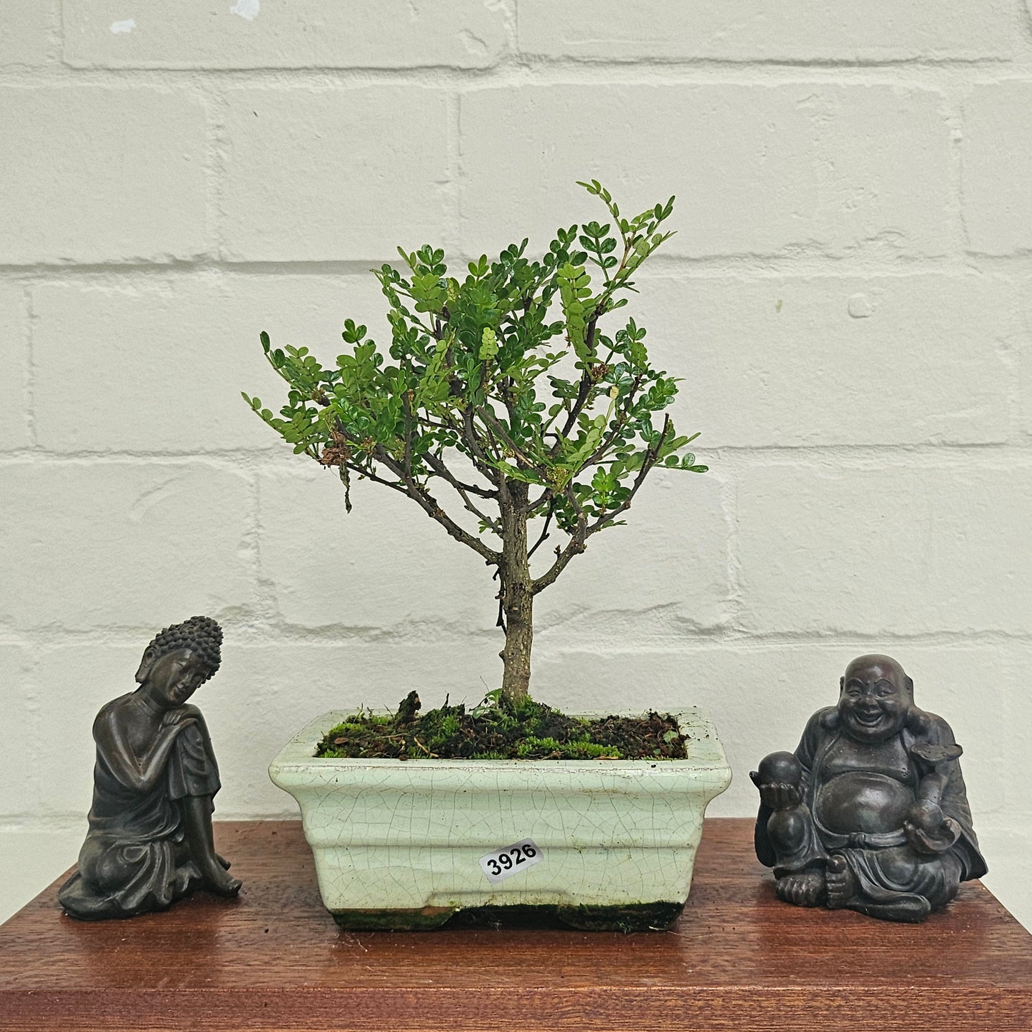 Chinese Pepper (Zanthoxylum Pipertum) Bonsai Tree | Broom | In 20cm Pot