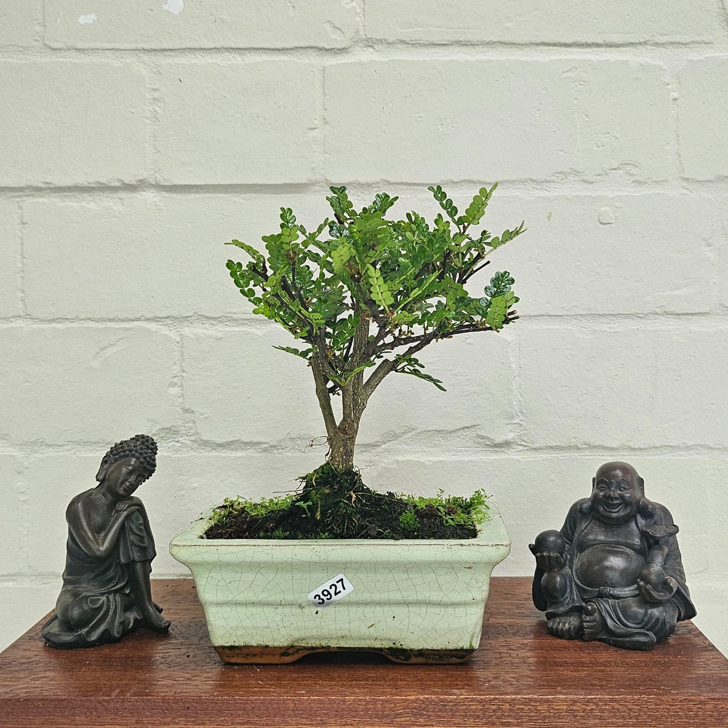 Chinese Pepper (Zanthoxylum Pipertum) Bonsai Tree | Broom | In 15cm Pot