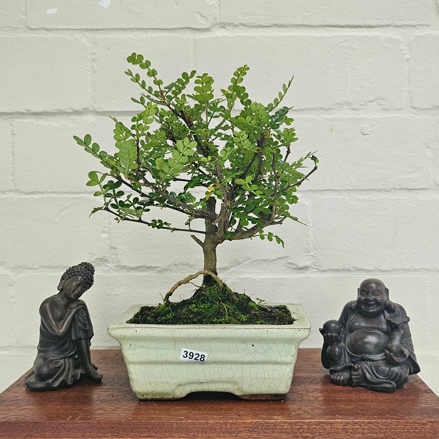 Chinese Pepper (Zanthoxylum Pipertum) Bonsai Tree | Broom | In 20cm Pot