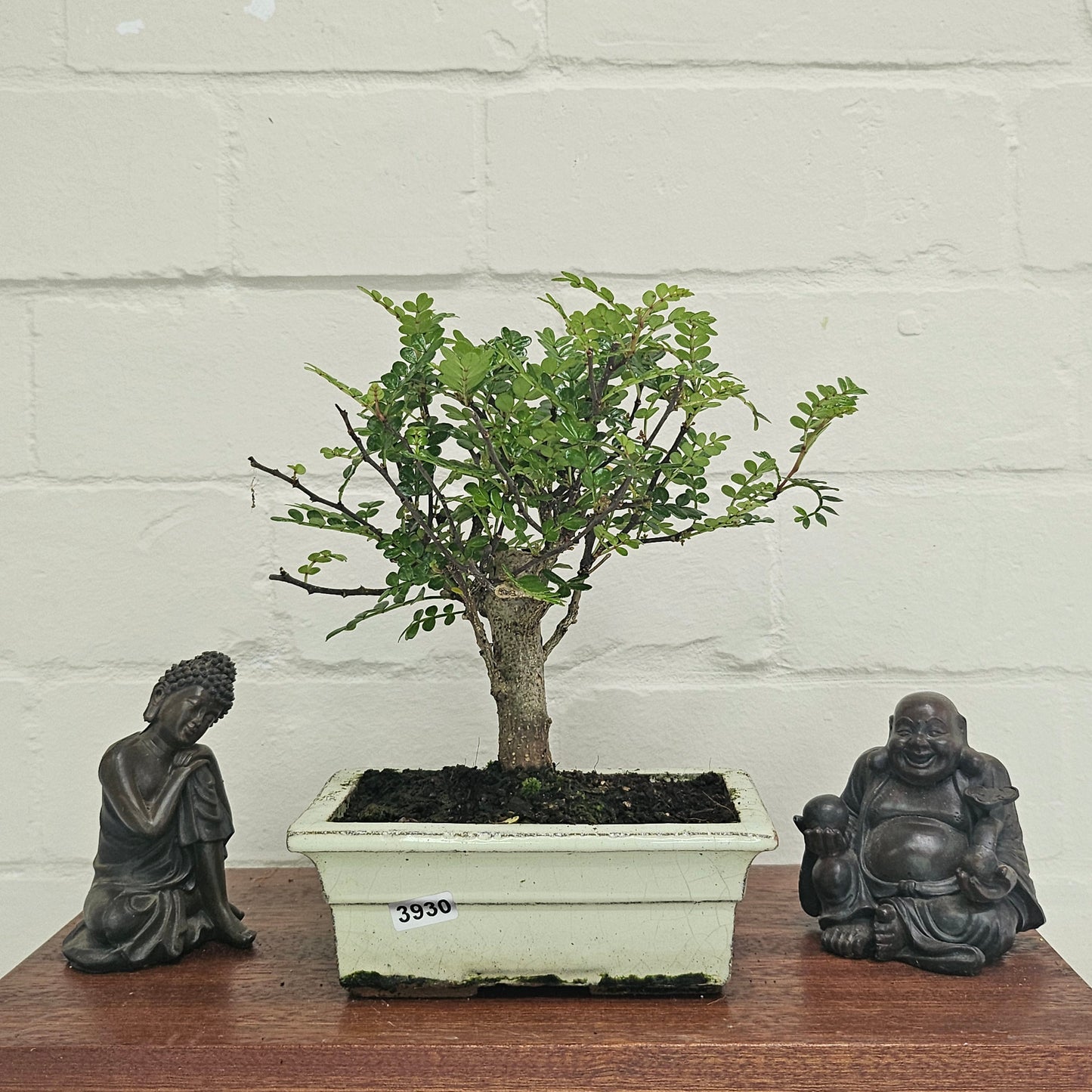 Chinese Pepper (Zanthoxylum Pipertum) Bonsai Tree | Broom | In 15cm Pot