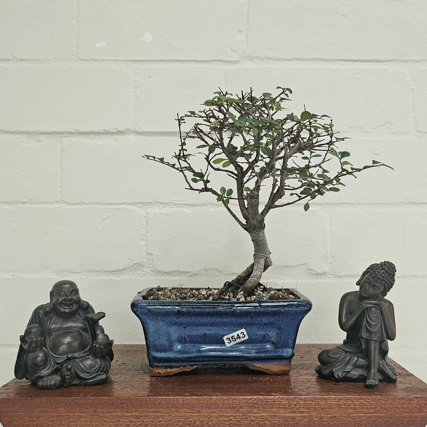 Chinese Elm (Ulmus Parvifolia) Bonsai Tree | Broom | In 15cm Pot