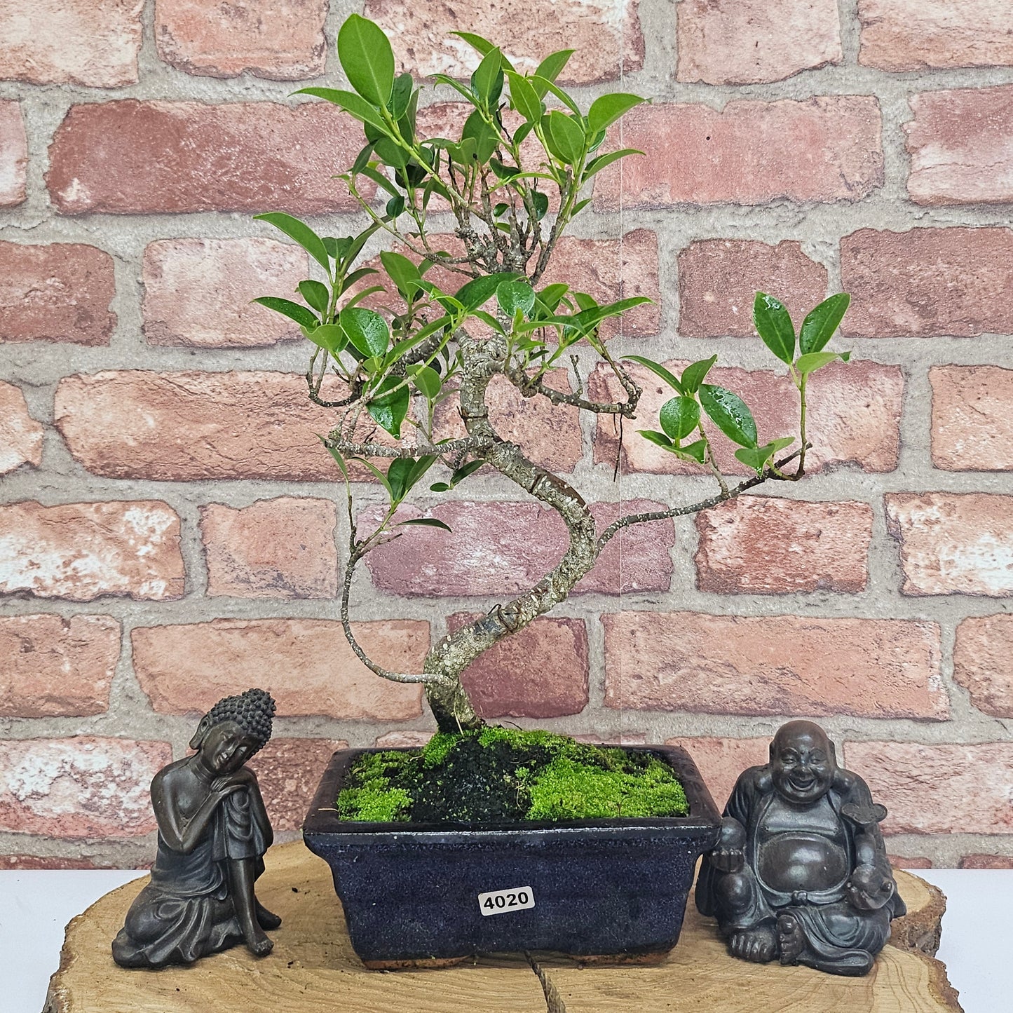 Ficus Microcarpa (Banyan Fig) Indoor Bonsai Tree | Shaped | In 15cm Pot