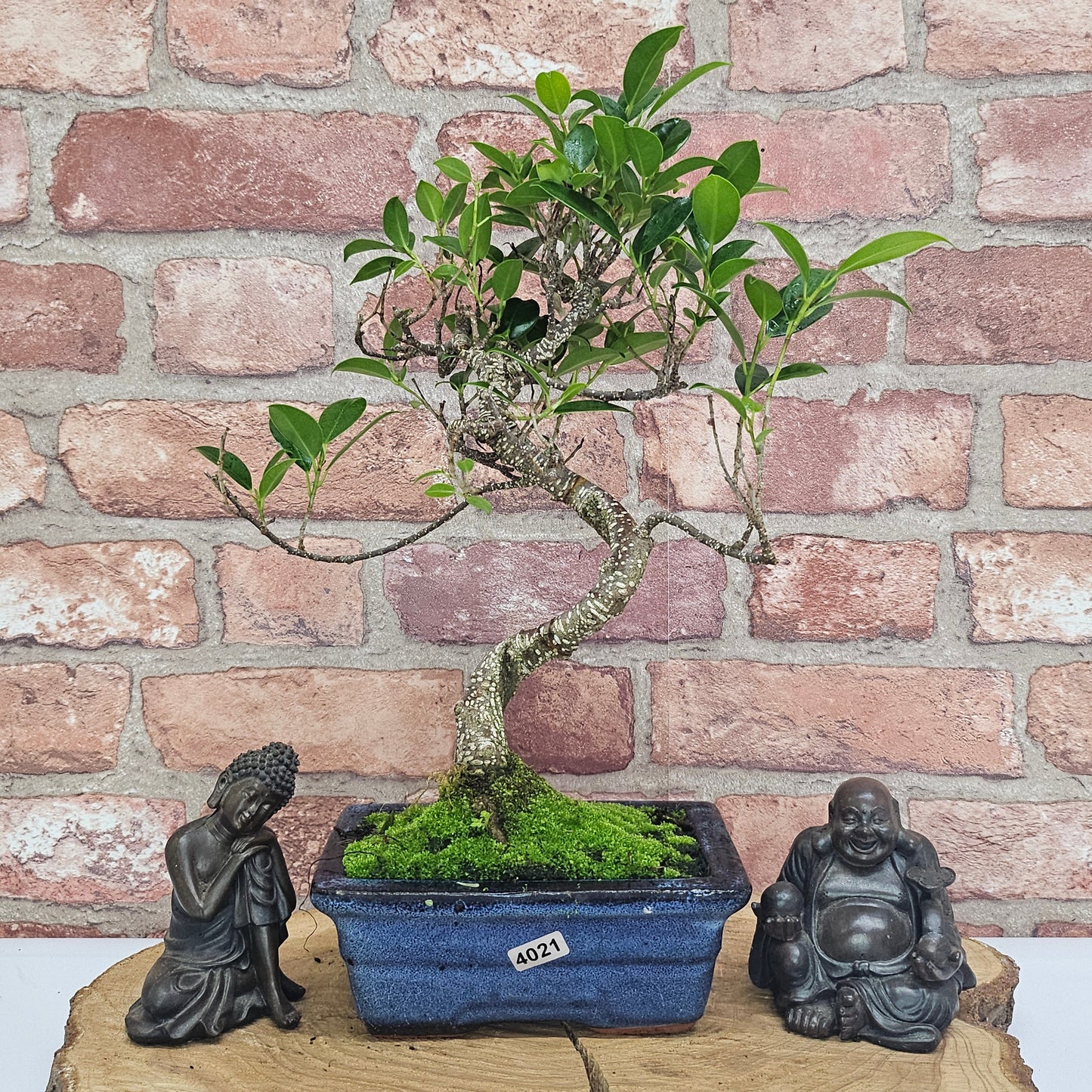 Ficus Microcarpa (Banyan Fig) Indoor Bonsai Tree | Shaped | In 15cm Pot