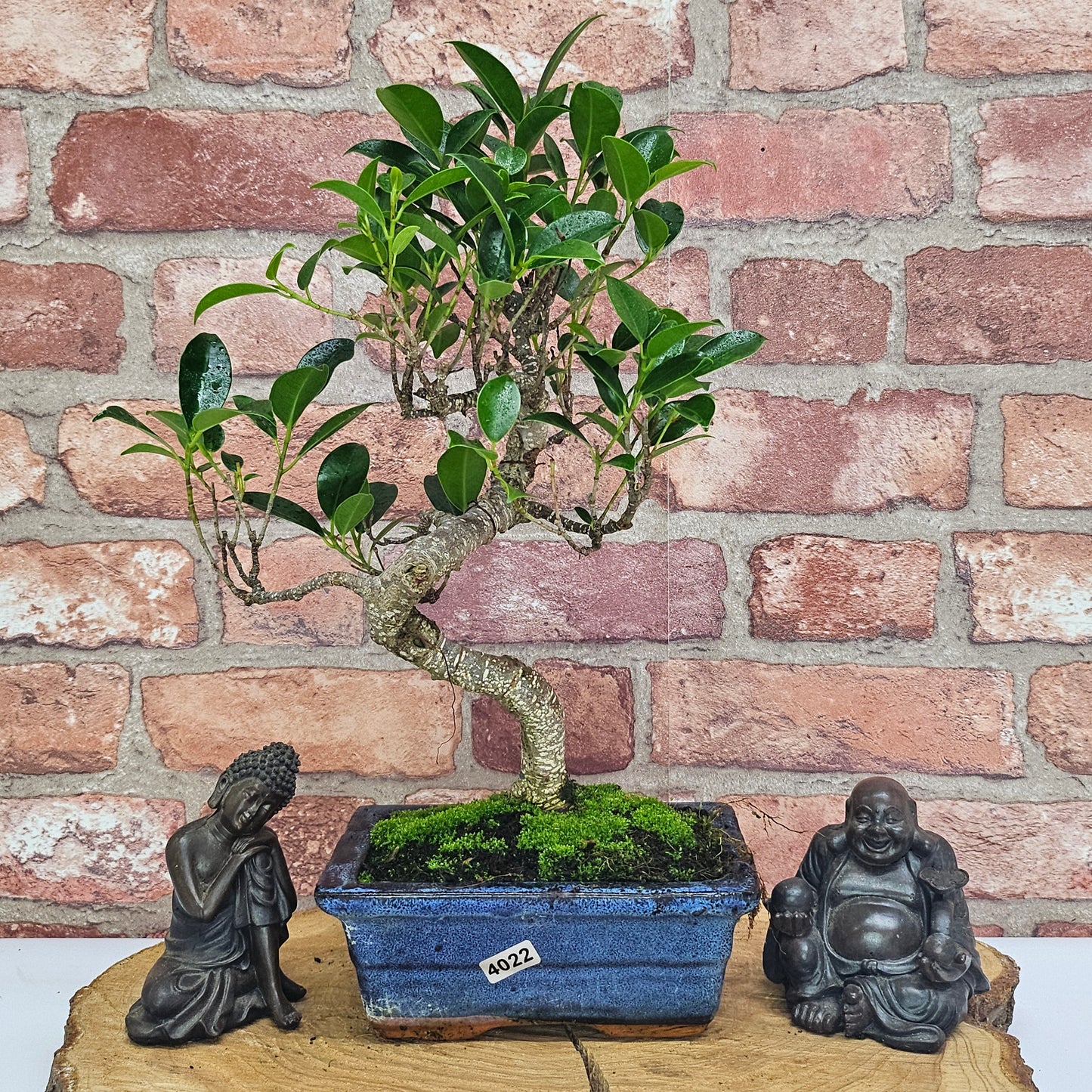 Ficus Microcarpa (Banyan Fig) Indoor Bonsai Tree | Shaped | In 15cm Pot