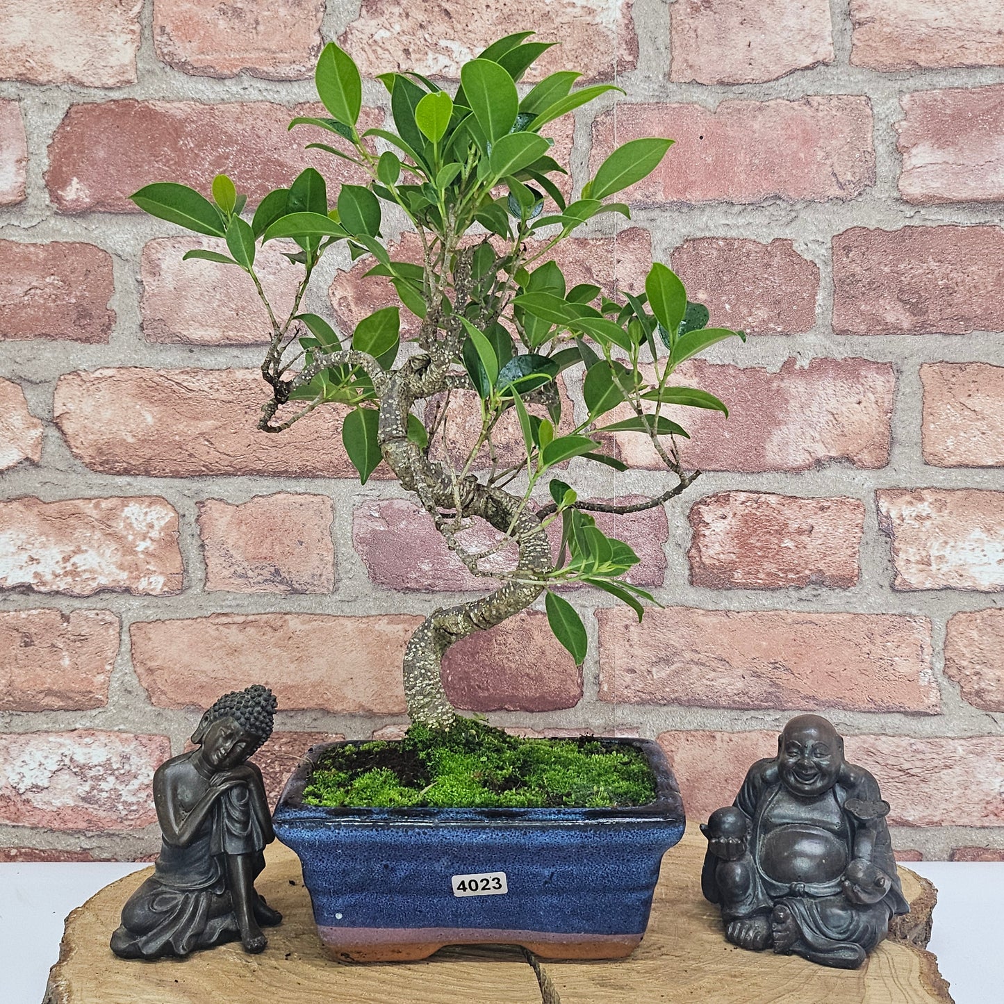 Ficus Microcarpa (Banyan Fig) Indoor Bonsai Tree | Shaped | In 15cm Pot